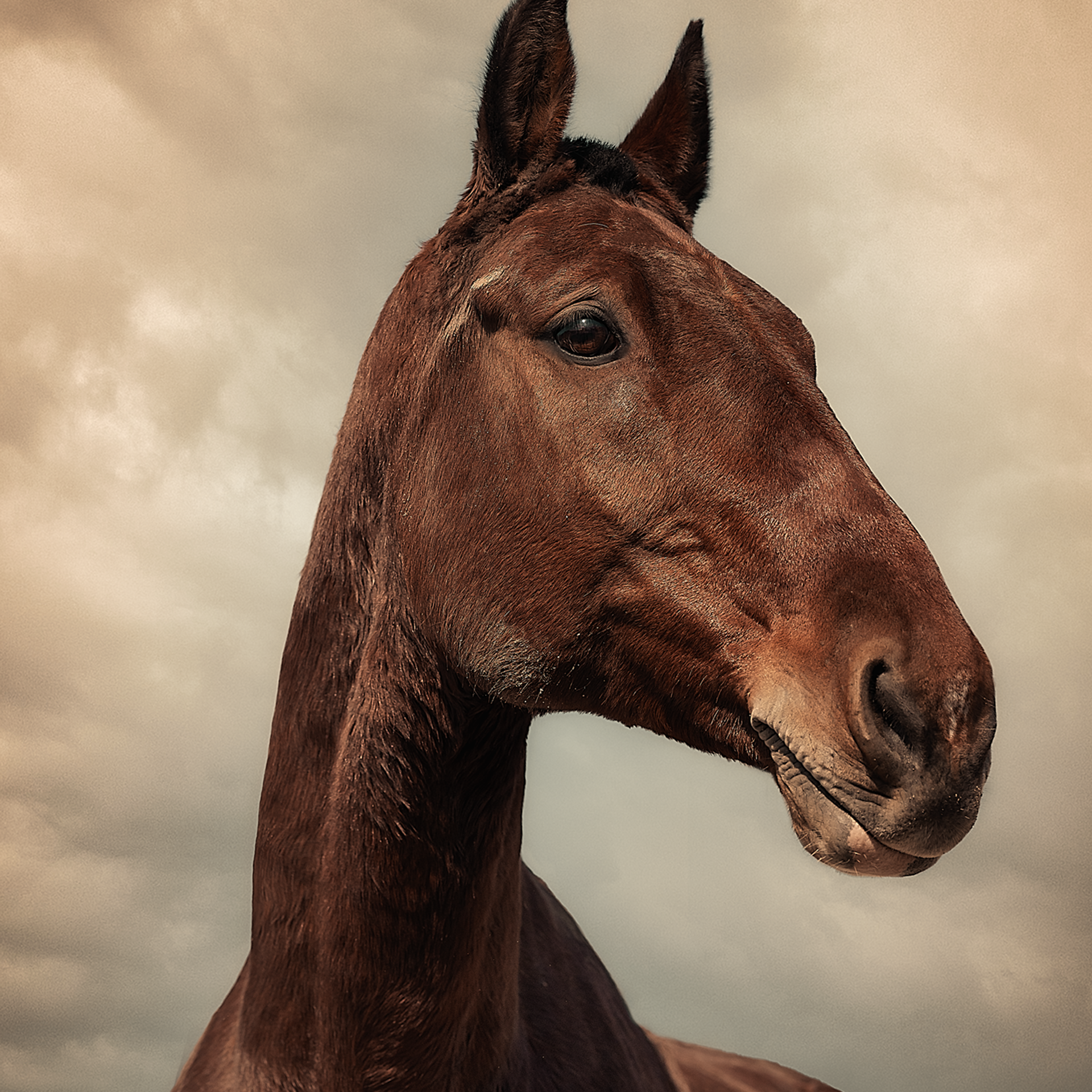 Съемка лошадей. Фотограф Кочнова Диана город Владивосток