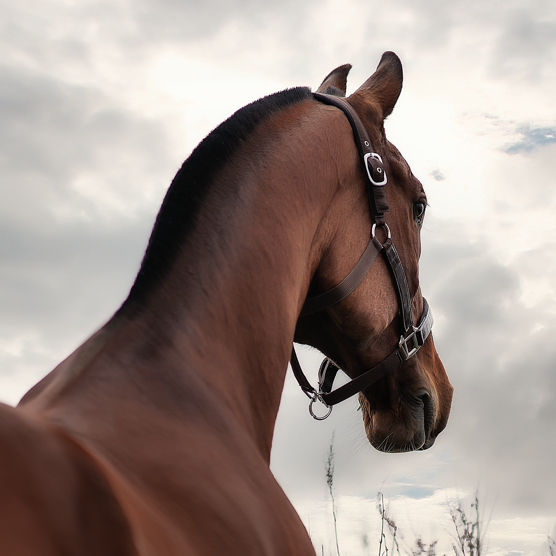 Съемка лошадей. Фотограф Кочнова Диана город Владивосток