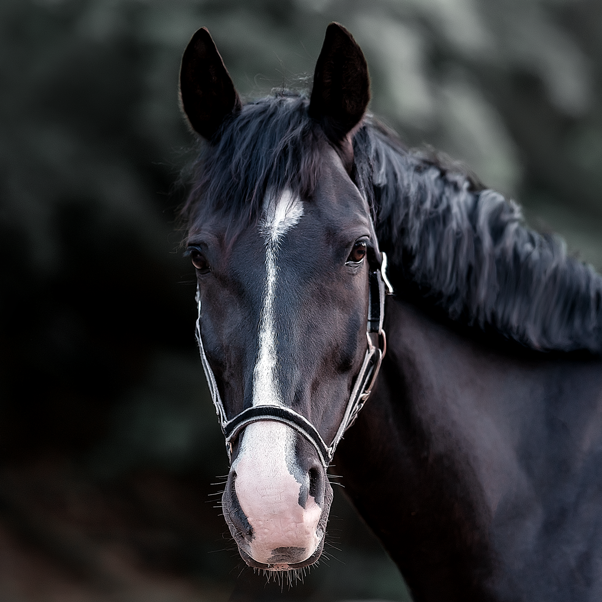 Съемка лошадей. Фотограф Кочнова Диана город Владивосток