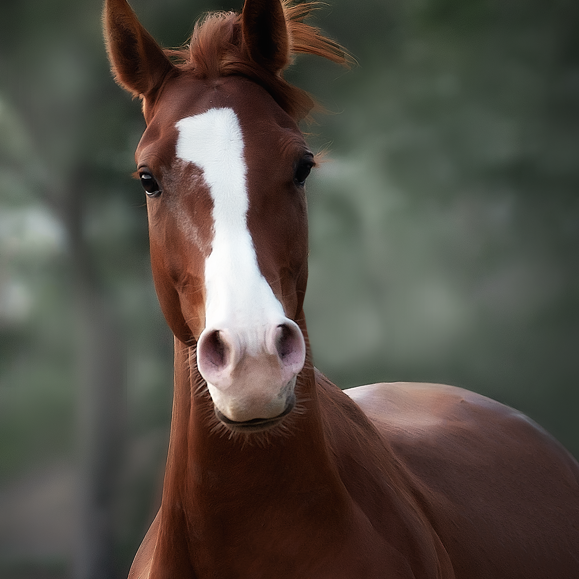 Съемка лошадей. Фотограф Кочнова Диана город Владивосток