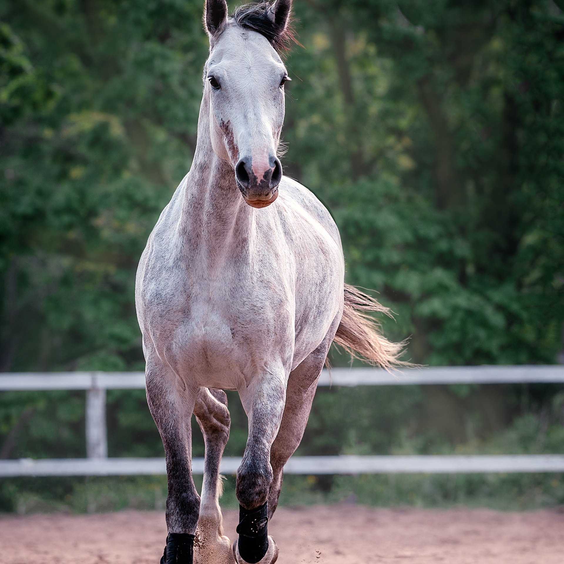 Съемка лошадей. Фотограф Кочнова Диана город Владивосток
