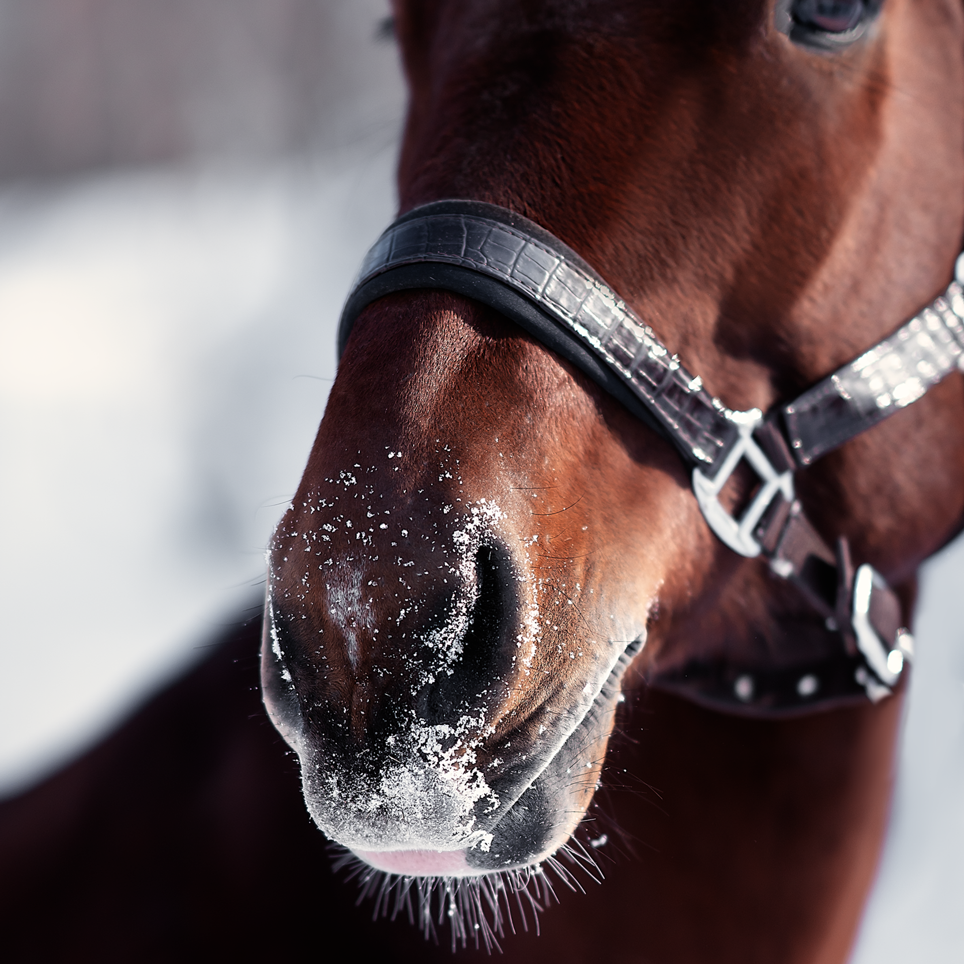 Съемка лошадей. Фотограф Кочнова Диана город Владивосток