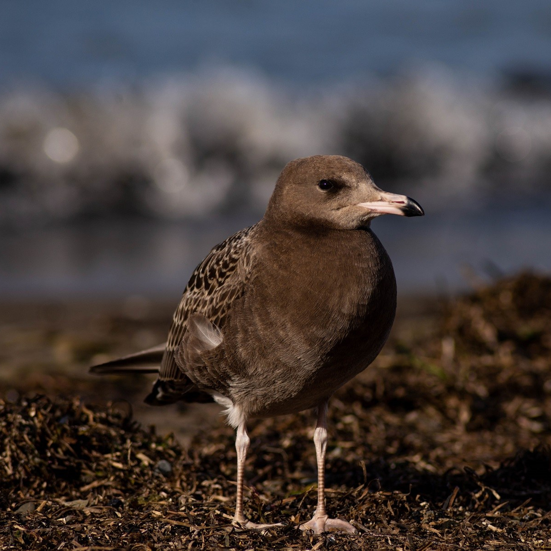 Серия «Про Сахалин». Художник, фотограф Ирина Тен