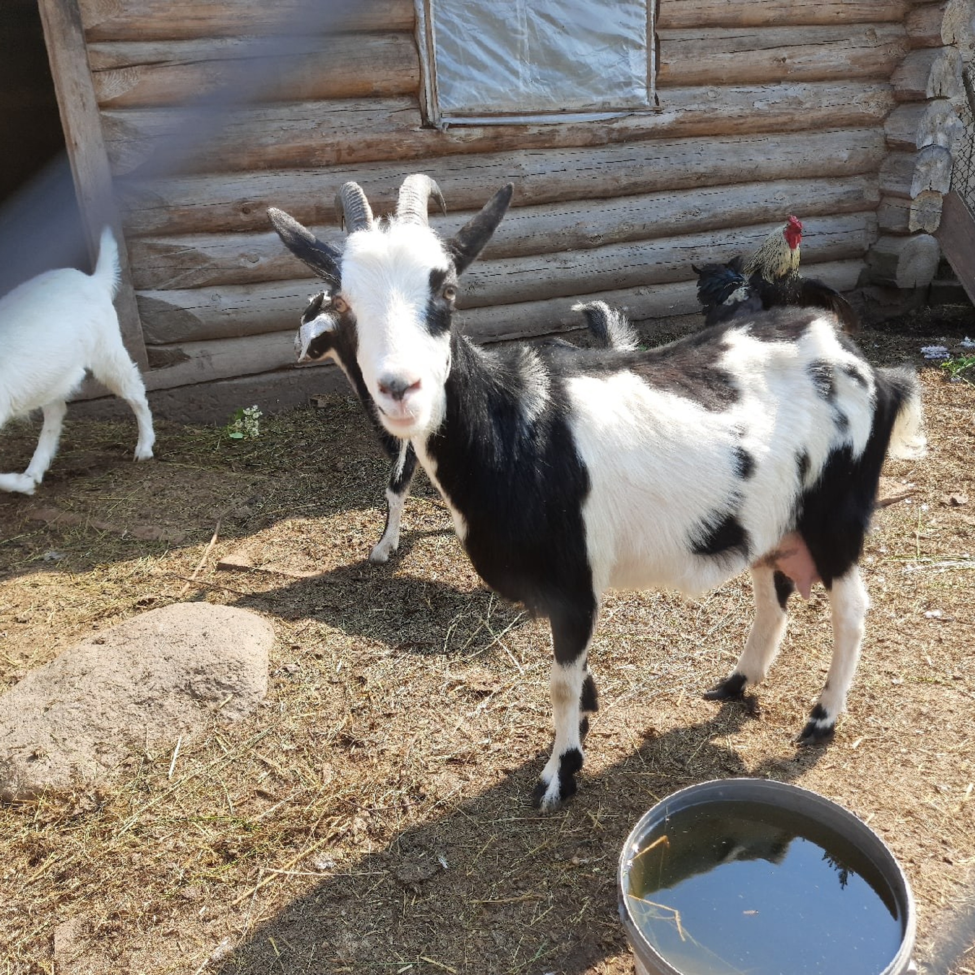 Северный пленер в карельской глуши. Творческий лагерь для взрослых