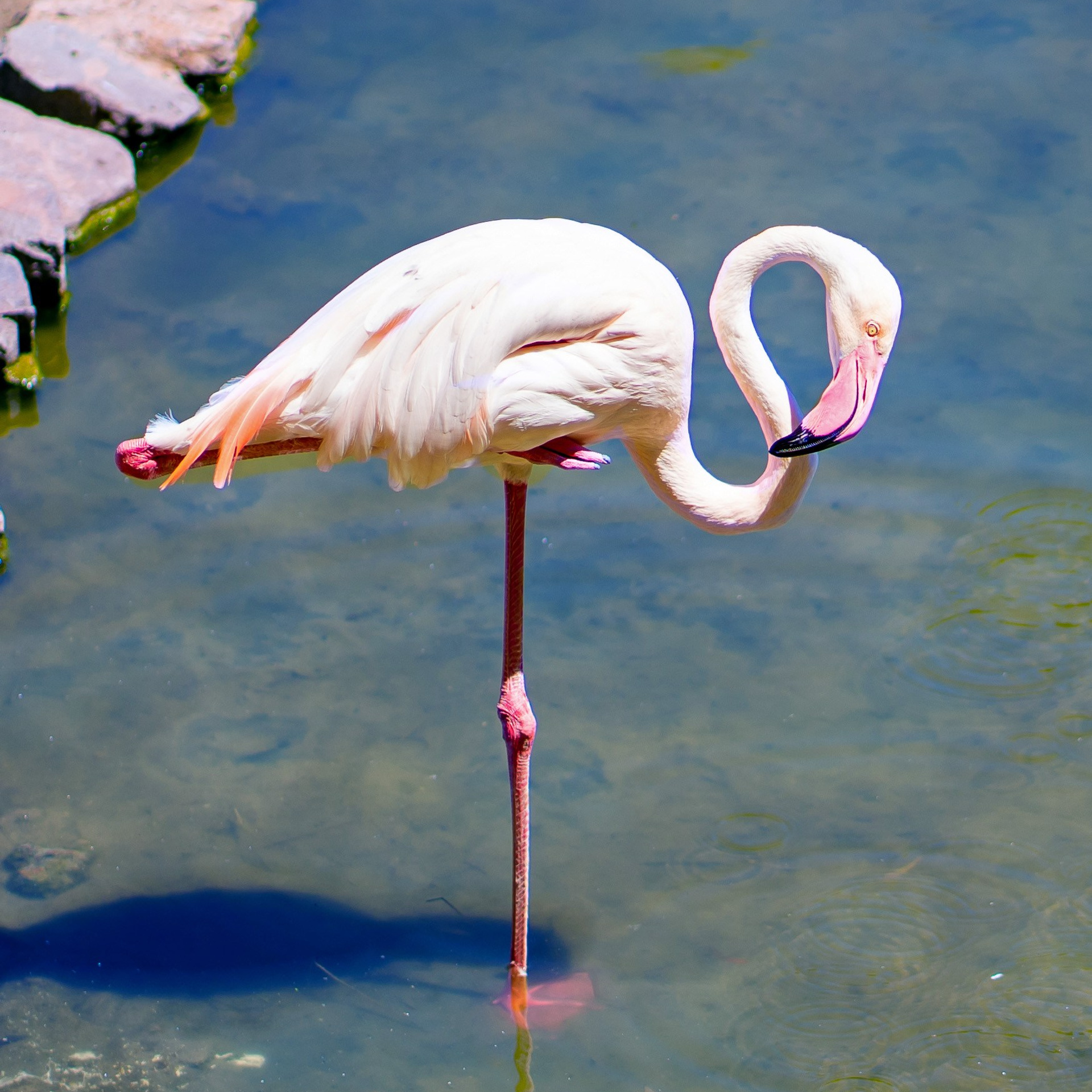 Фото Ростова-на-Дону скачать бесплатно | Красивые виды города, достопримечательности, фасады заведений. Свадебный и семейный фотограф в Ростове-на-Дону. Андрей Сайфутдинов