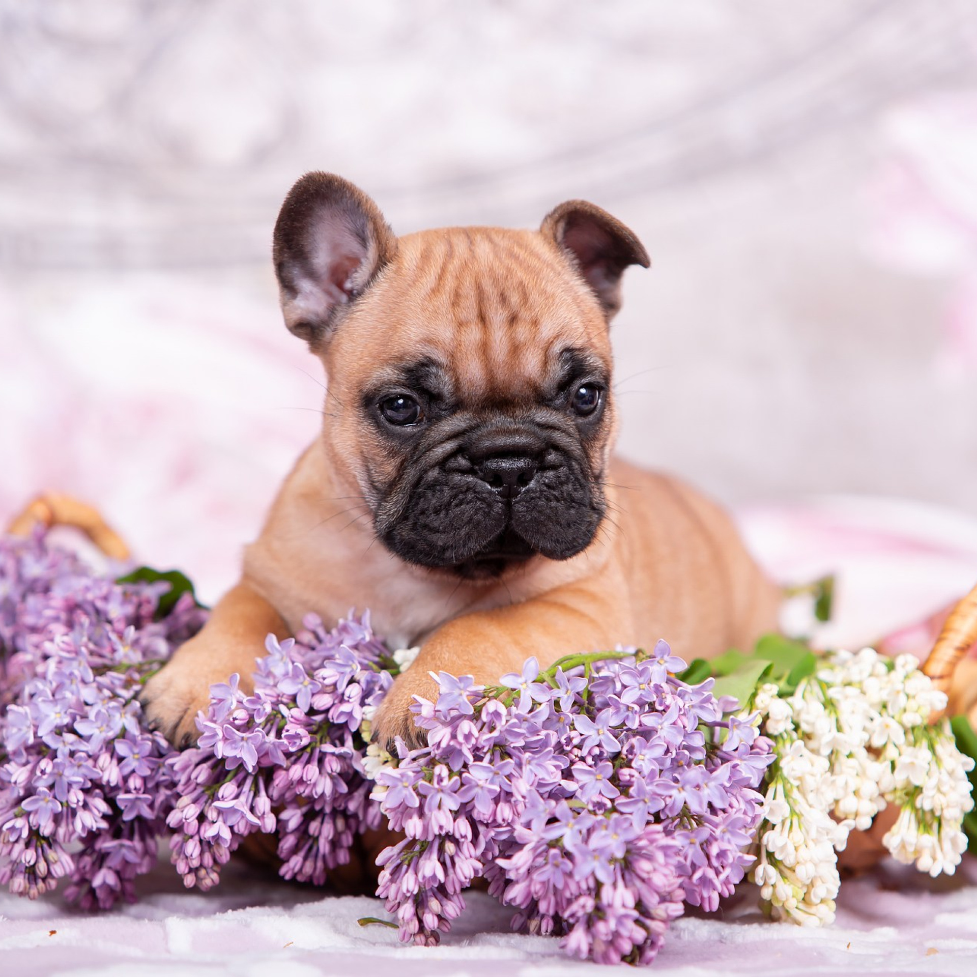 Французские бульдоги