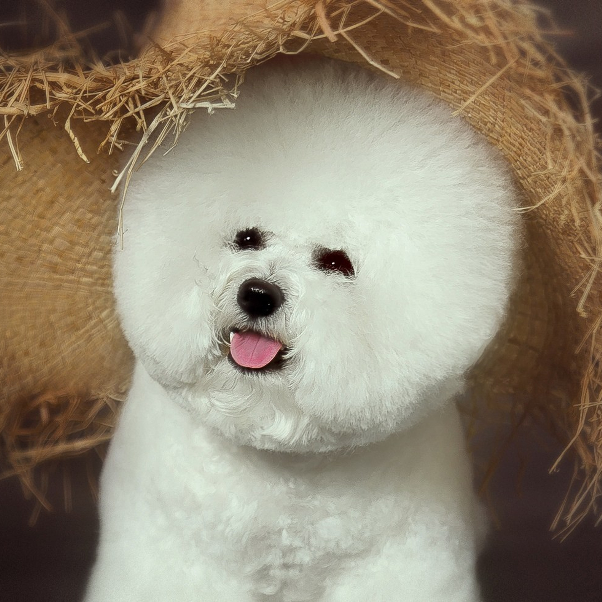 Фотограф анималист. Питомник собак Акита, Хаски, Корги