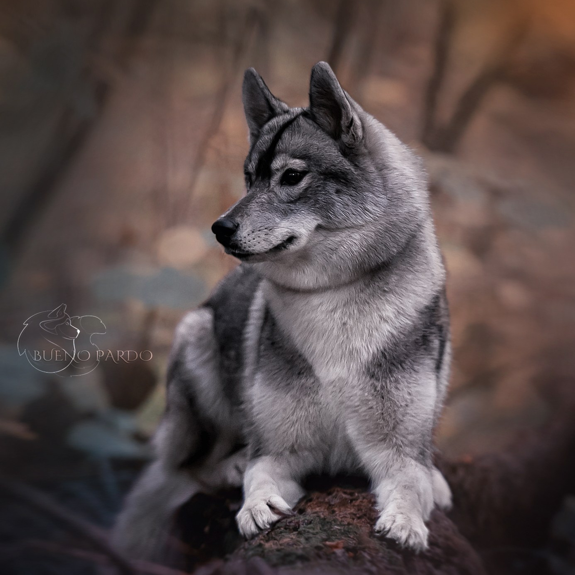 Фотограф анималист. Питомник собак Акита, Хаски, Корги