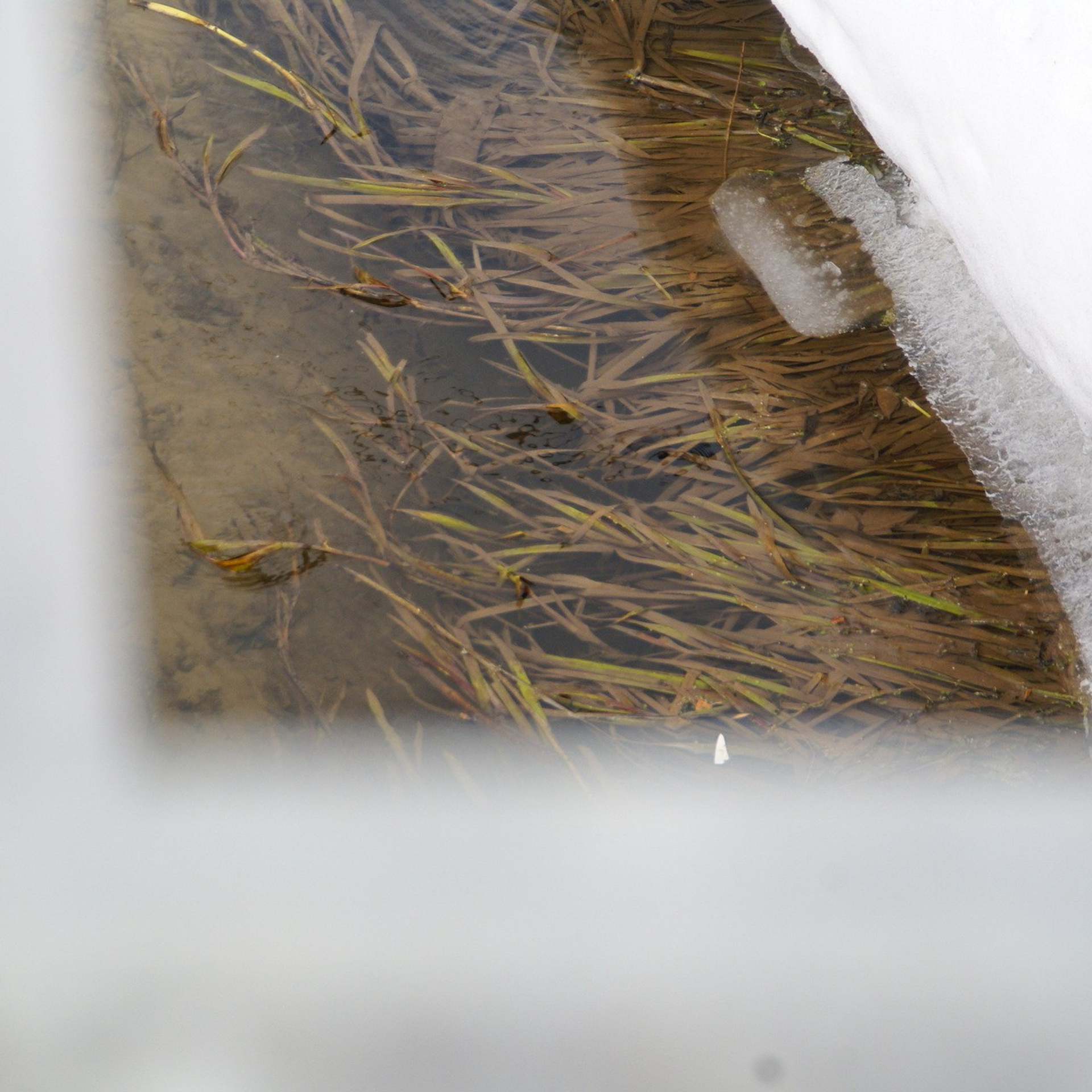 Плёс весна,