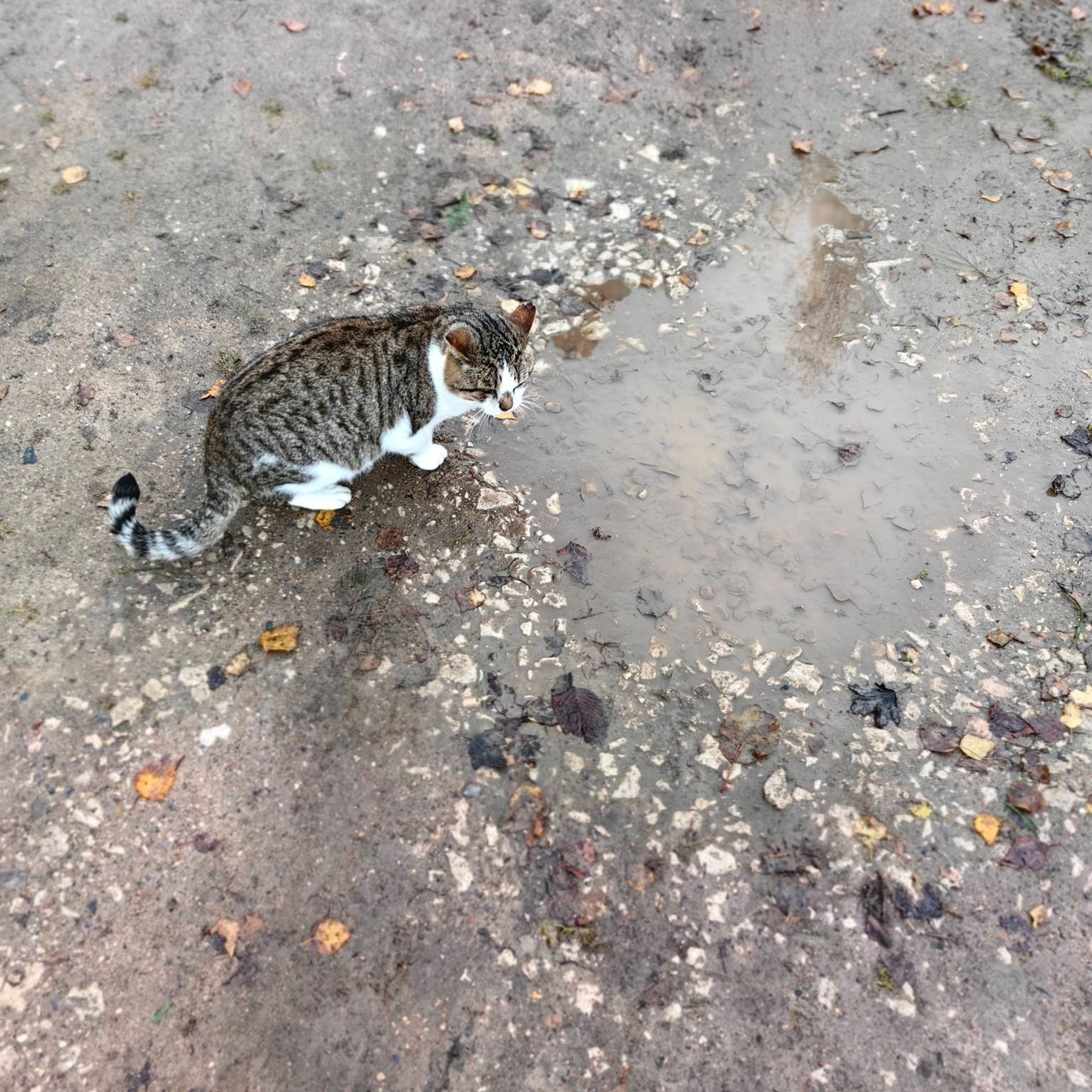 Усадьба А.А.Блока Шахматово