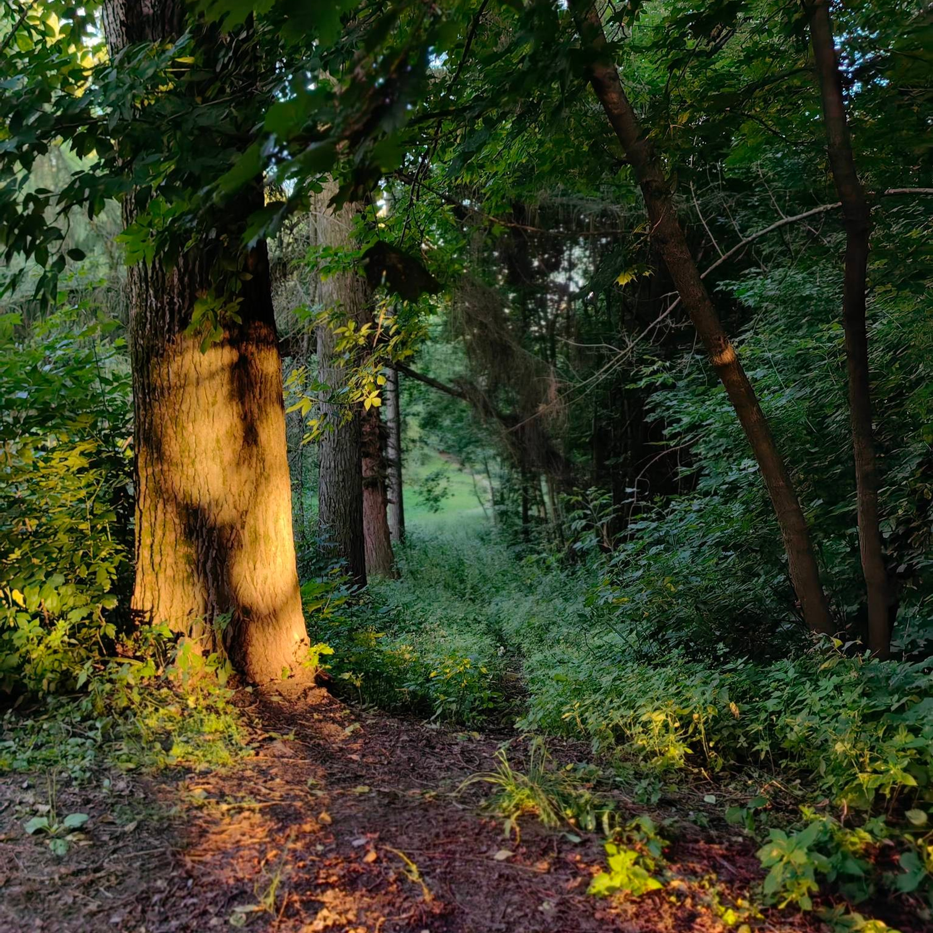 Солнечные пятна на дереве