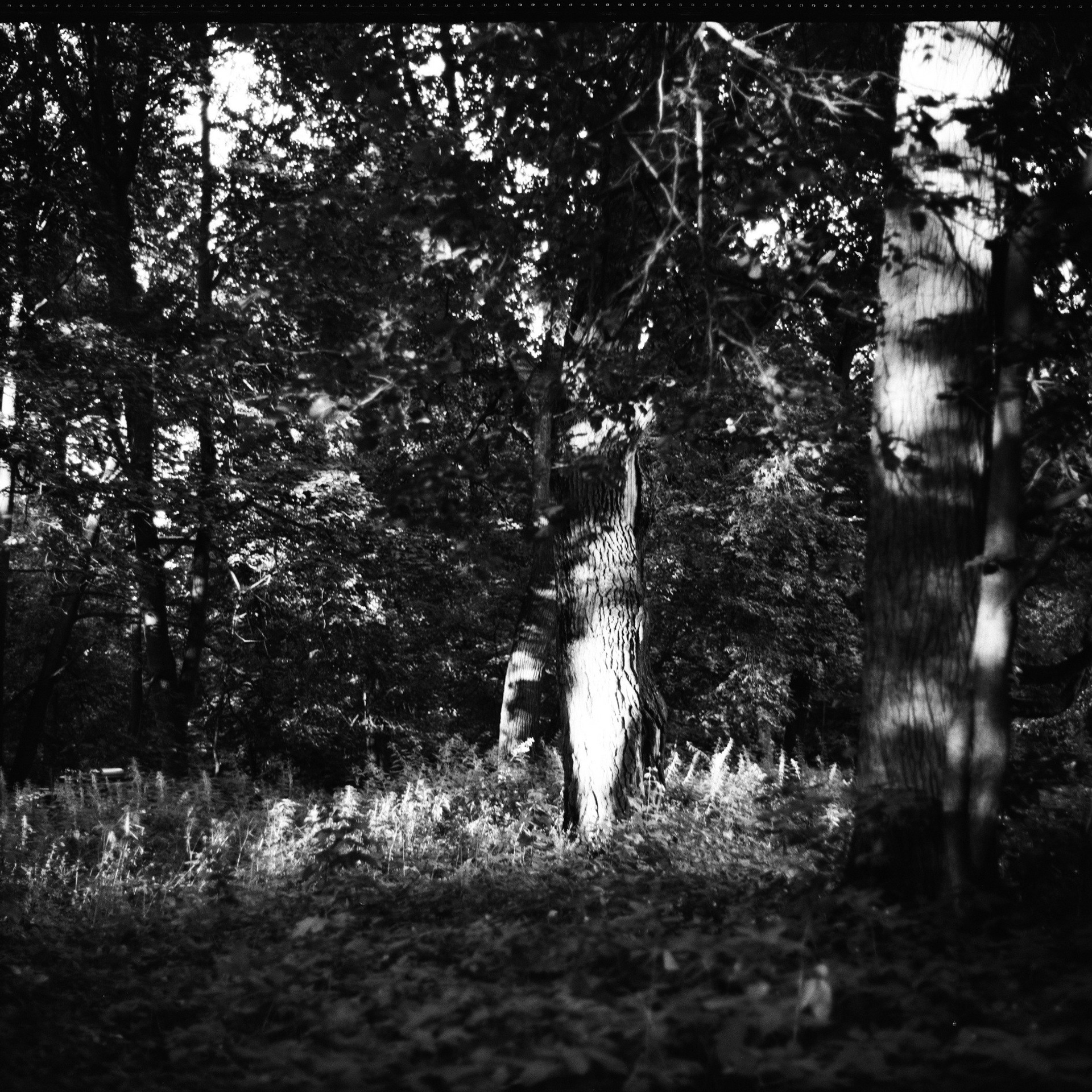 #SAVEBYKOVO — проект возрождения усадьбы Быково