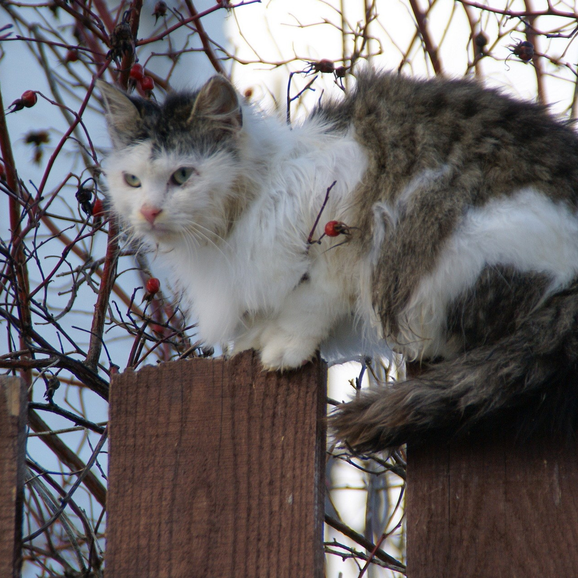 Плёс — лучший туристический город. Купить картину на холсте для интерьера|художник | дизайнер | архитектор Сергей Ратчин в Москве