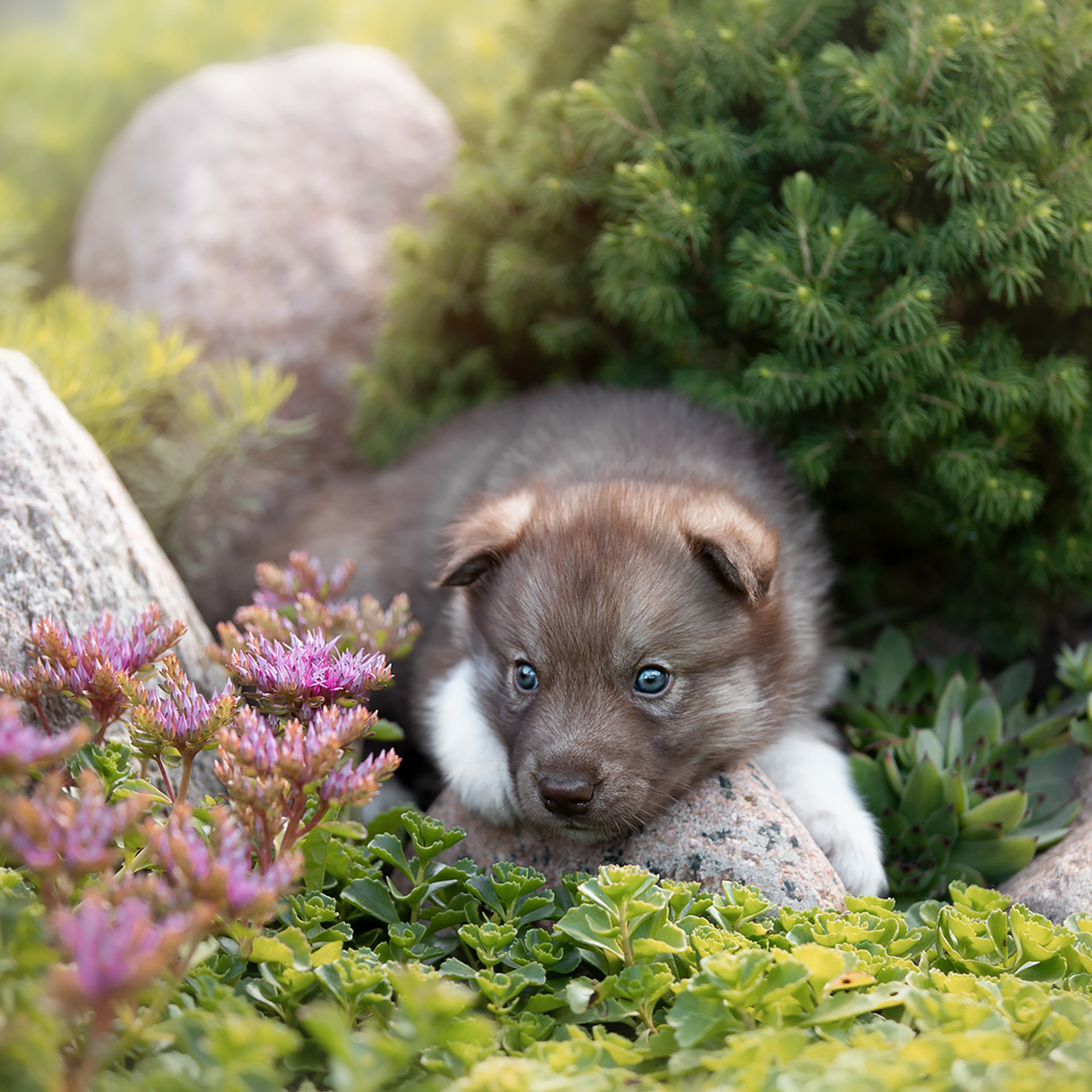 Комбинированные съемки в питомнике. ФОТОГРАФ-АНИМАЛИСТ l LANA POLYAKOVA
