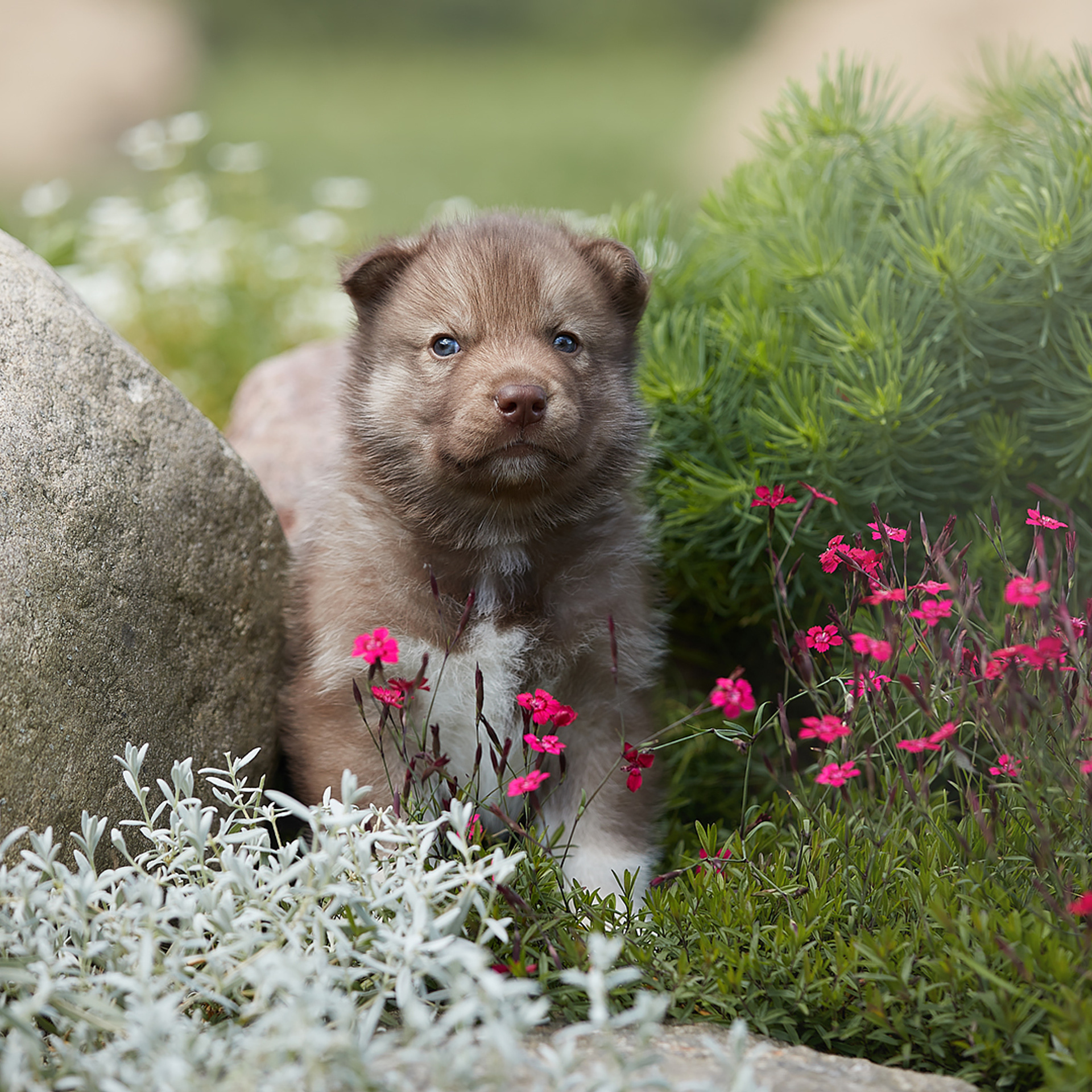 Комбинированные съемки в питомнике. ФОТОГРАФ-АНИМАЛИСТ l LANA POLYAKOVA