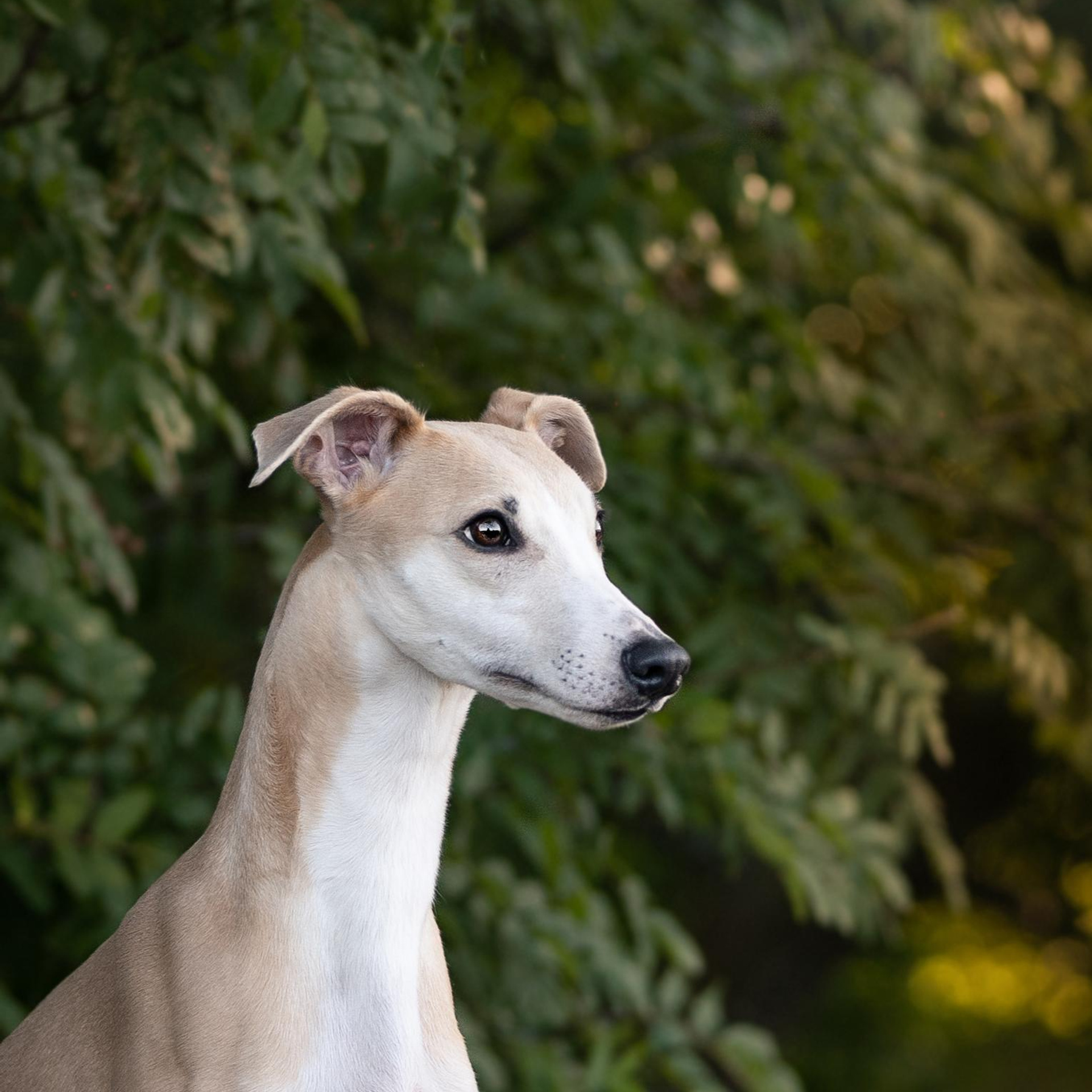 WORK-SHOP 16.07.23 завершён. ФОТОГРАФ-АНИМАЛИСТ l LANA POLYAKOVA