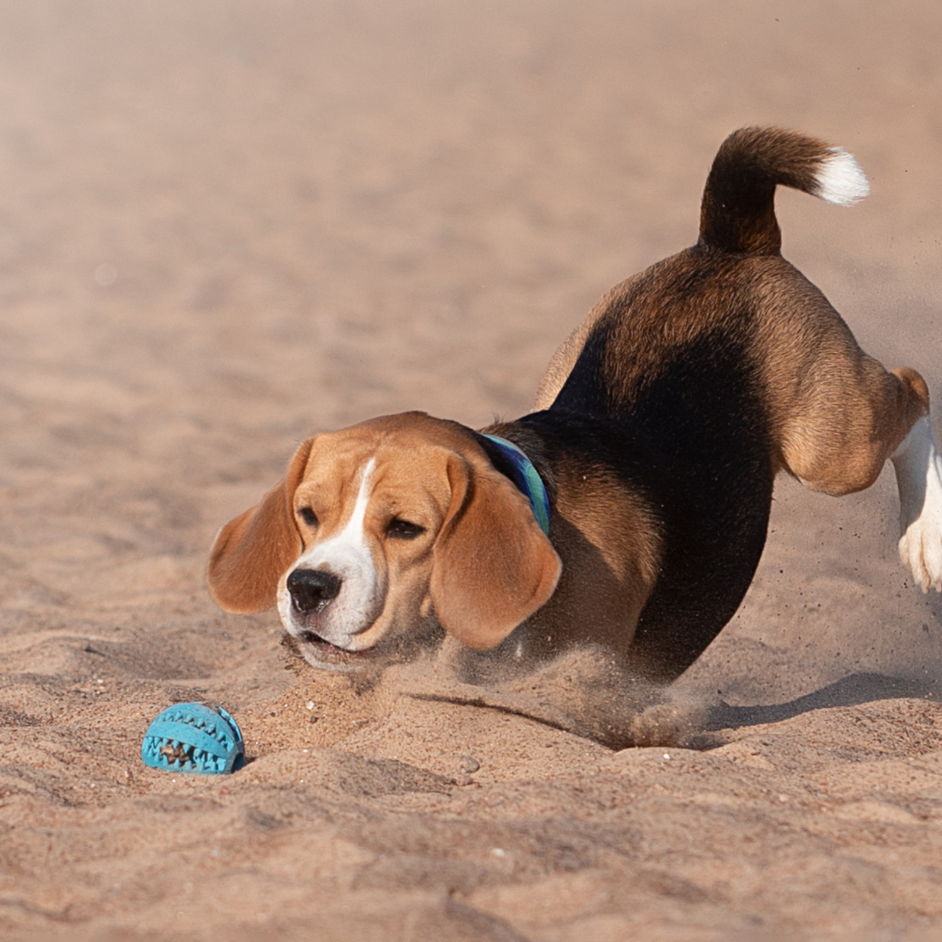 WORK-SHOP 16.07.23 завершён. ФОТОГРАФ-АНИМАЛИСТ l LANA POLYAKOVA
