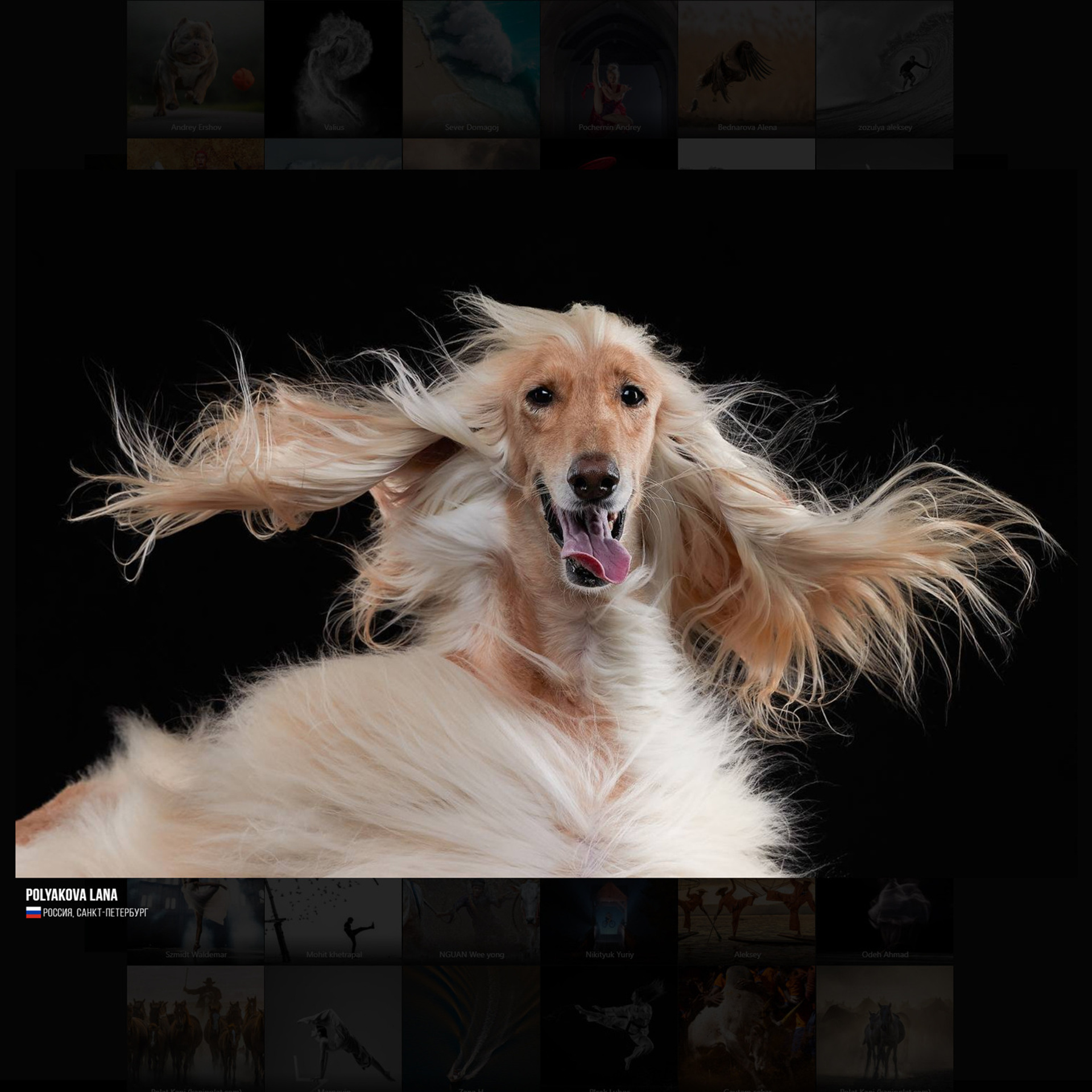 6TH 35AWARDS. Оглашение результатов. ФОТОГРАФ-АНИМАЛИСТ l LANA POLYAKOVA
