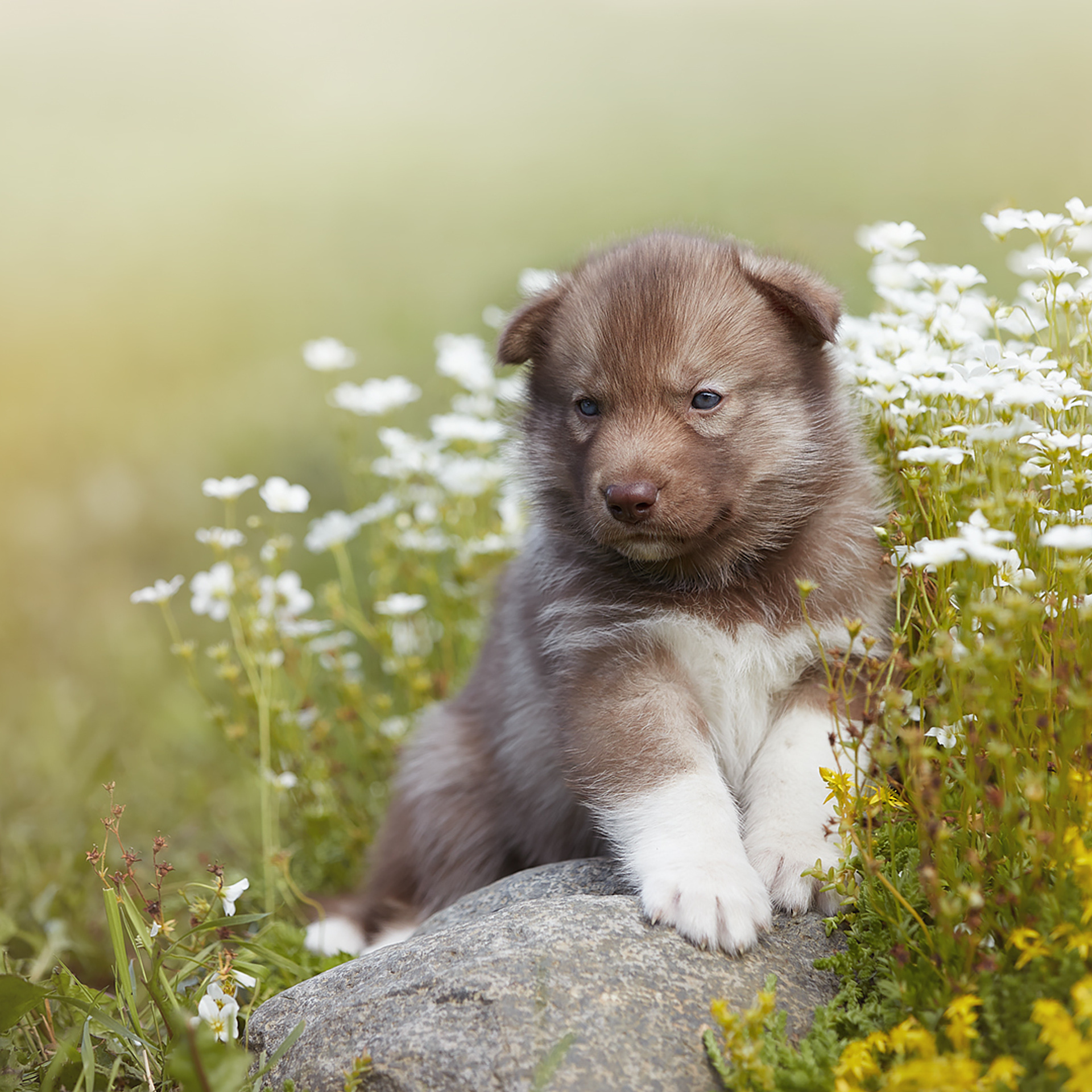 Комбинированные съемки в питомнике. ФОТОГРАФ-АНИМАЛИСТ l LANA POLYAKOVA