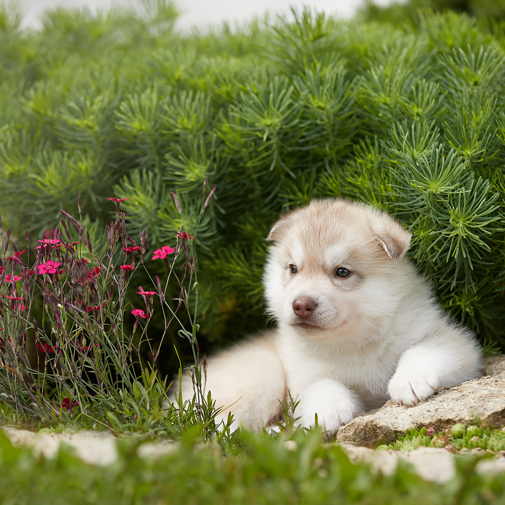 Комбинированные съемки в питомнике. ФОТОГРАФ-АНИМАЛИСТ l LANA POLYAKOVA