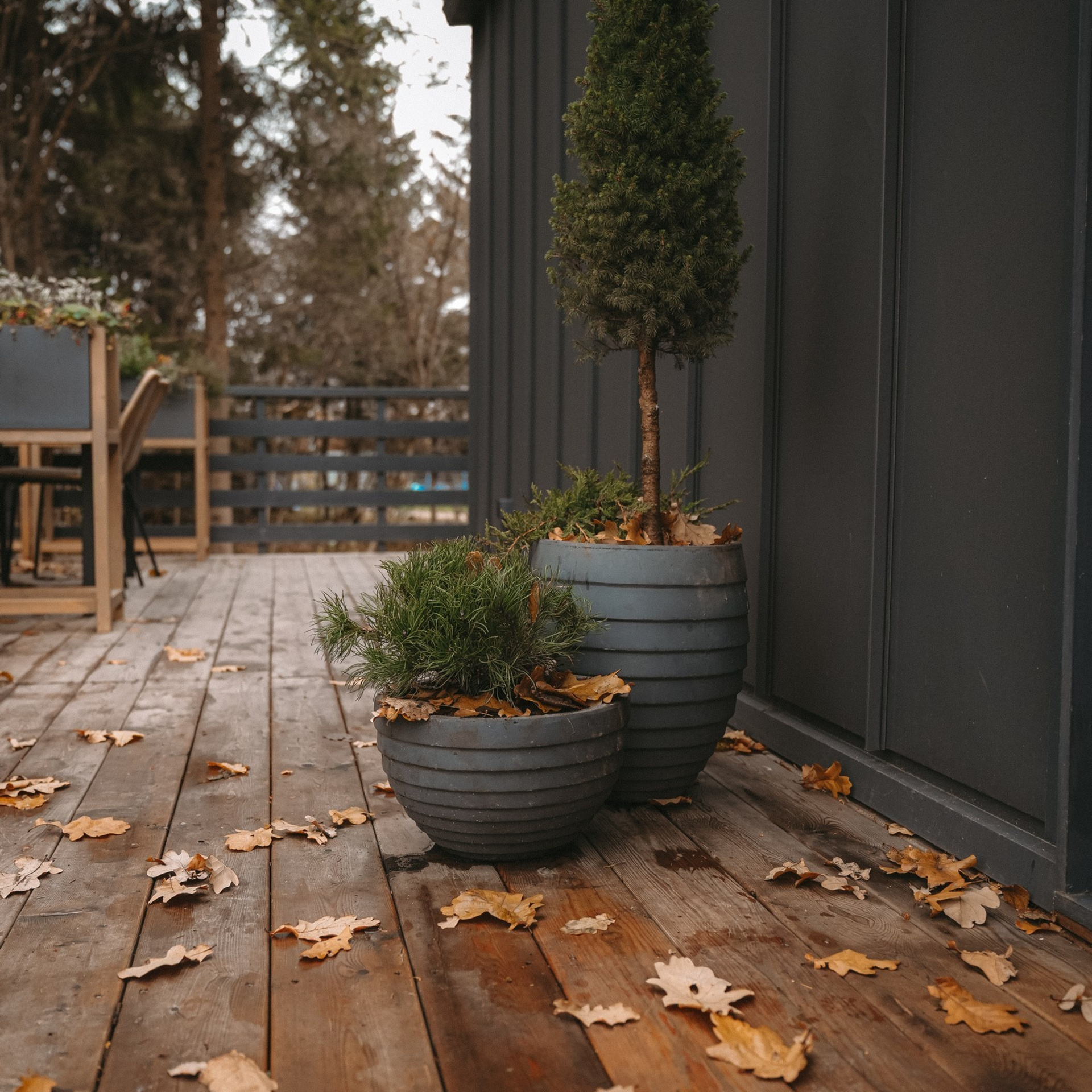 Дом под соснами (осенью)