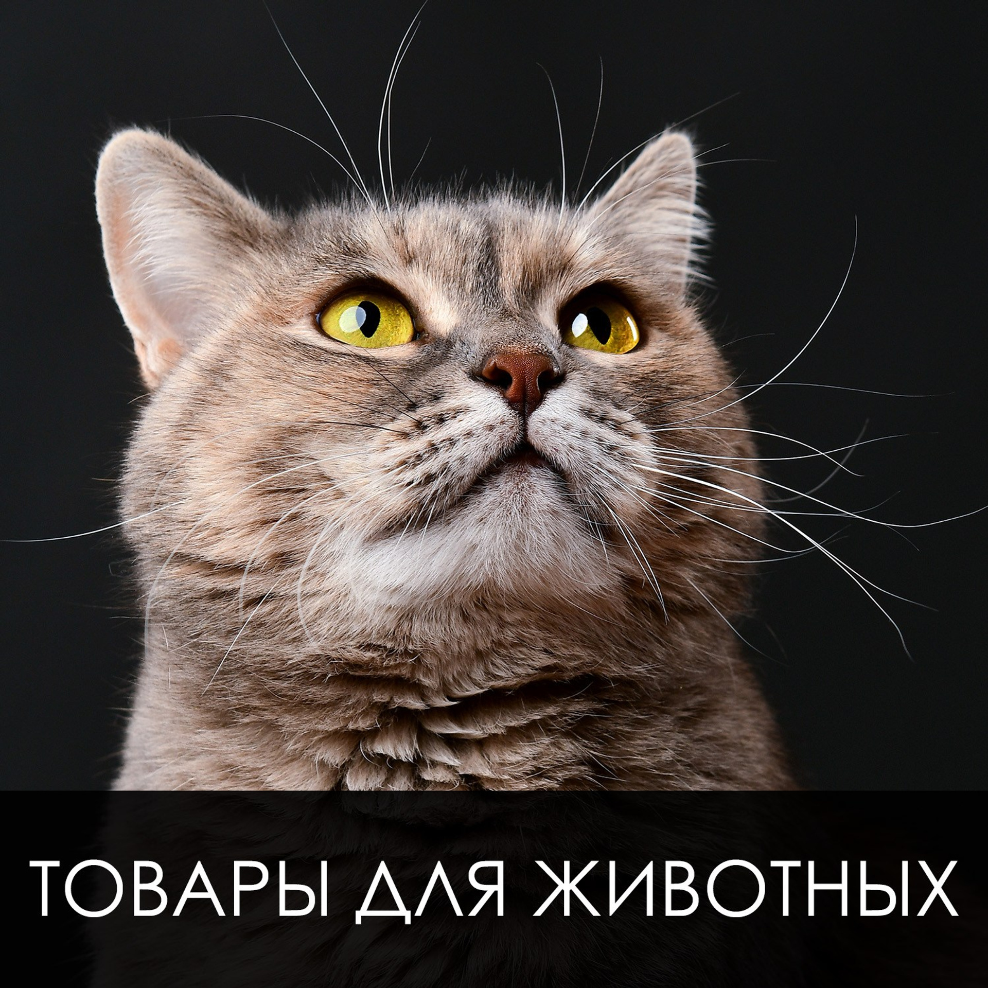 Товары для животных
