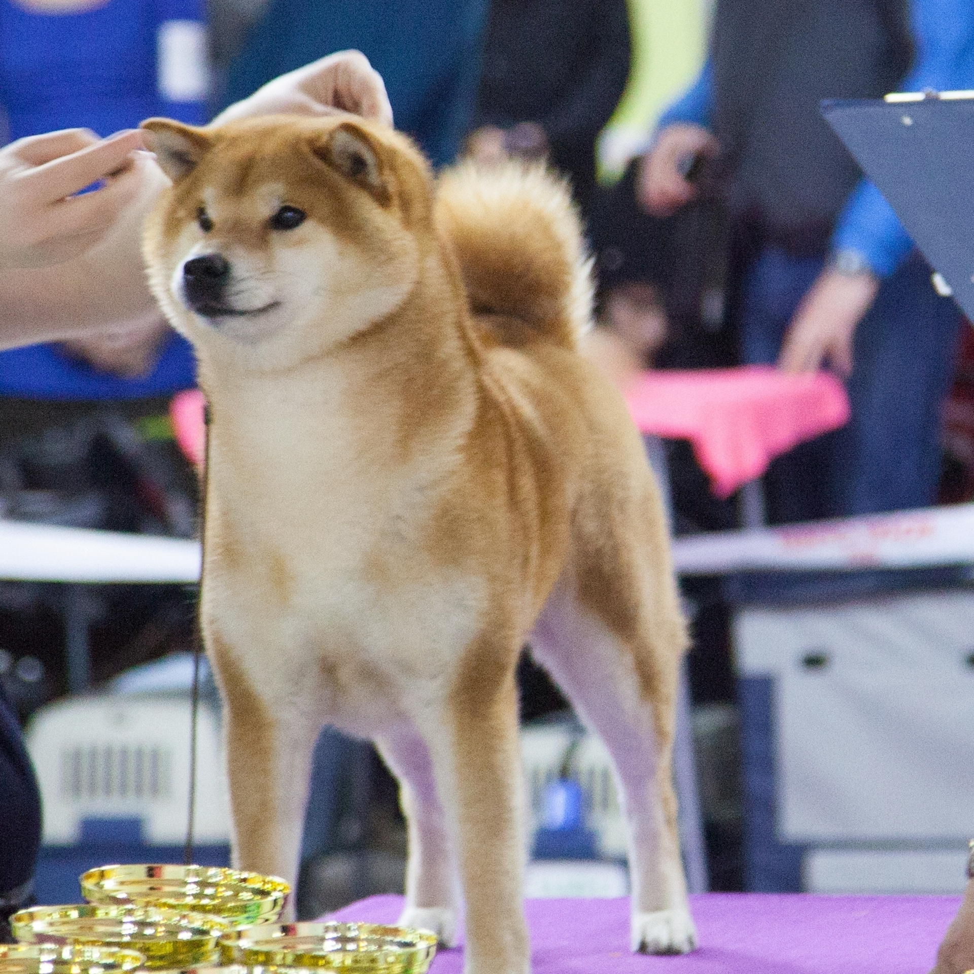 Dog show 2018. SHIOMARU Питомник сиба и акита-ину