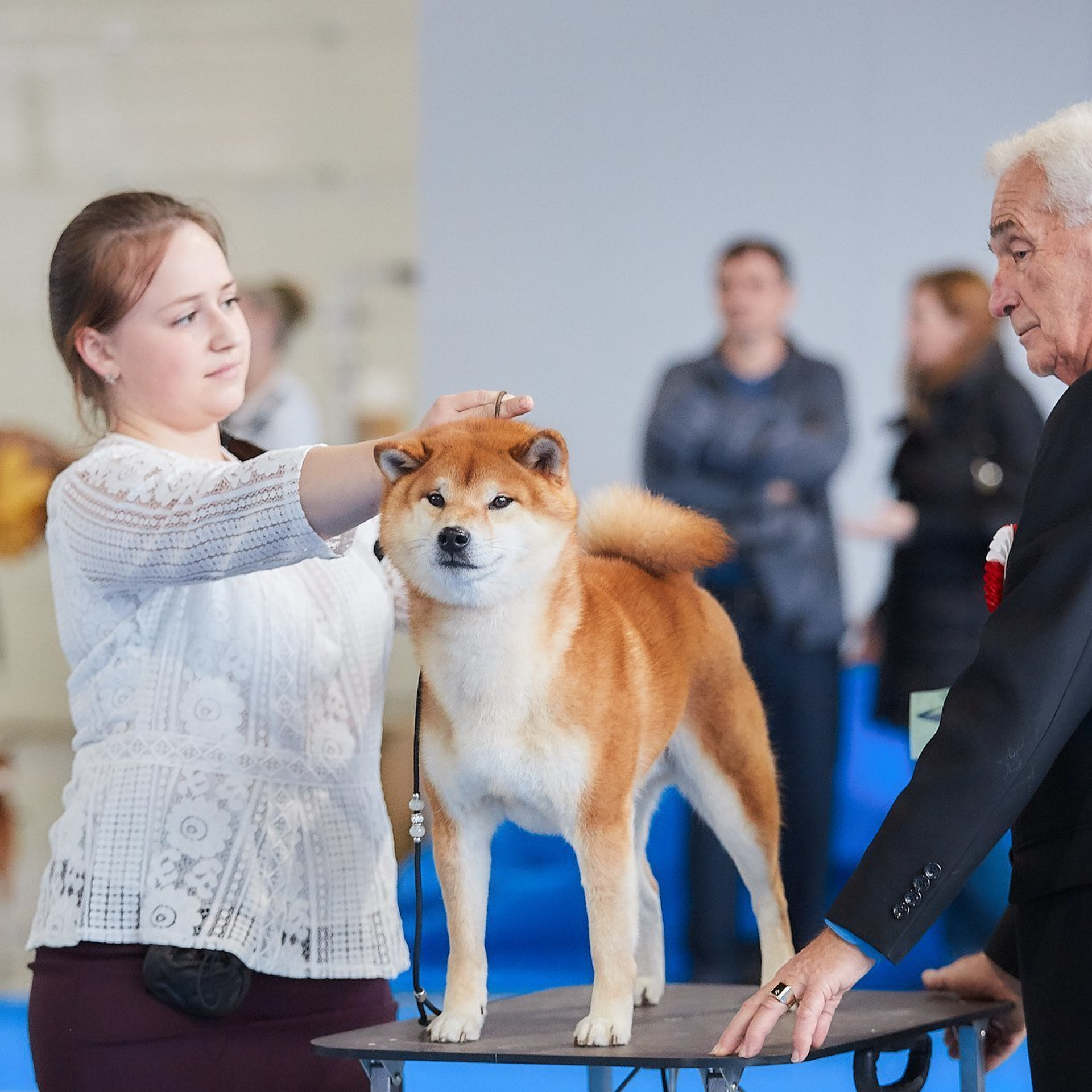 Dog show 2018. SHIOMARU Питомник сиба и акита-ину