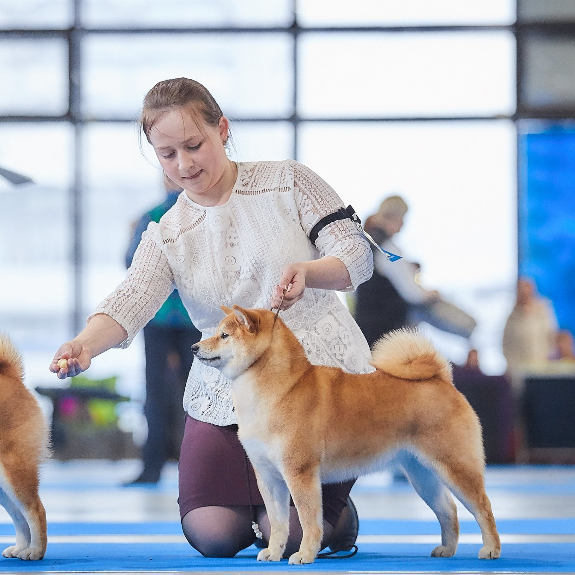 Dog show 2018. SHIOMARU Питомник сиба и акита-ину