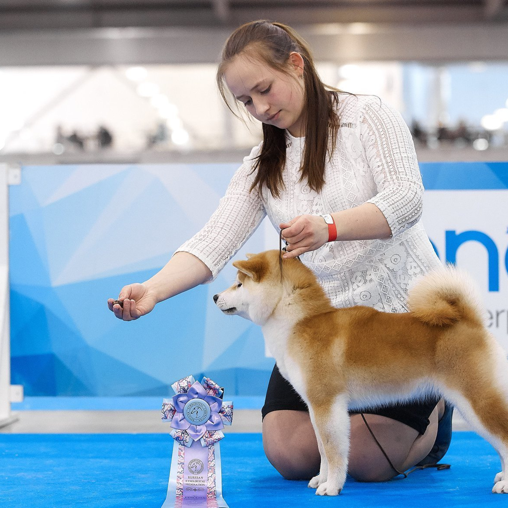 LYURUA DYURING HONMEI CHOKO. SHIOMARU Питомник сиба и акита-ину