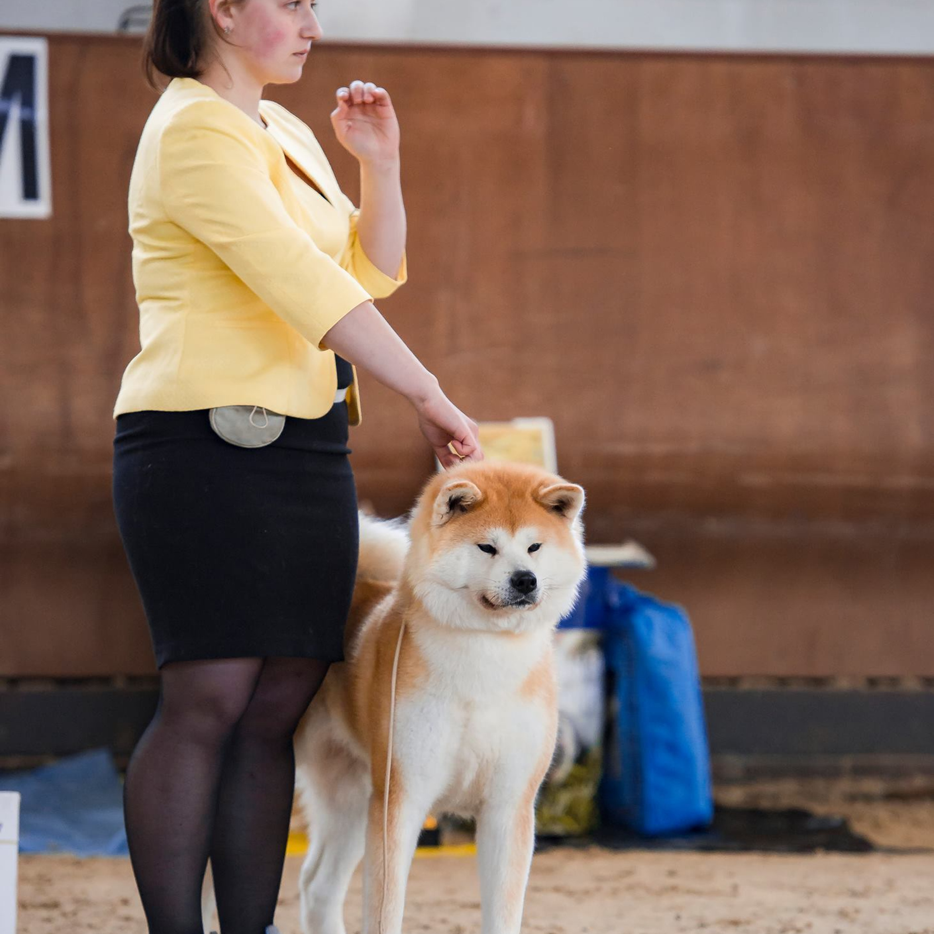 Dog show 2017. SHIOMARU Питомник сиба и акита-ину