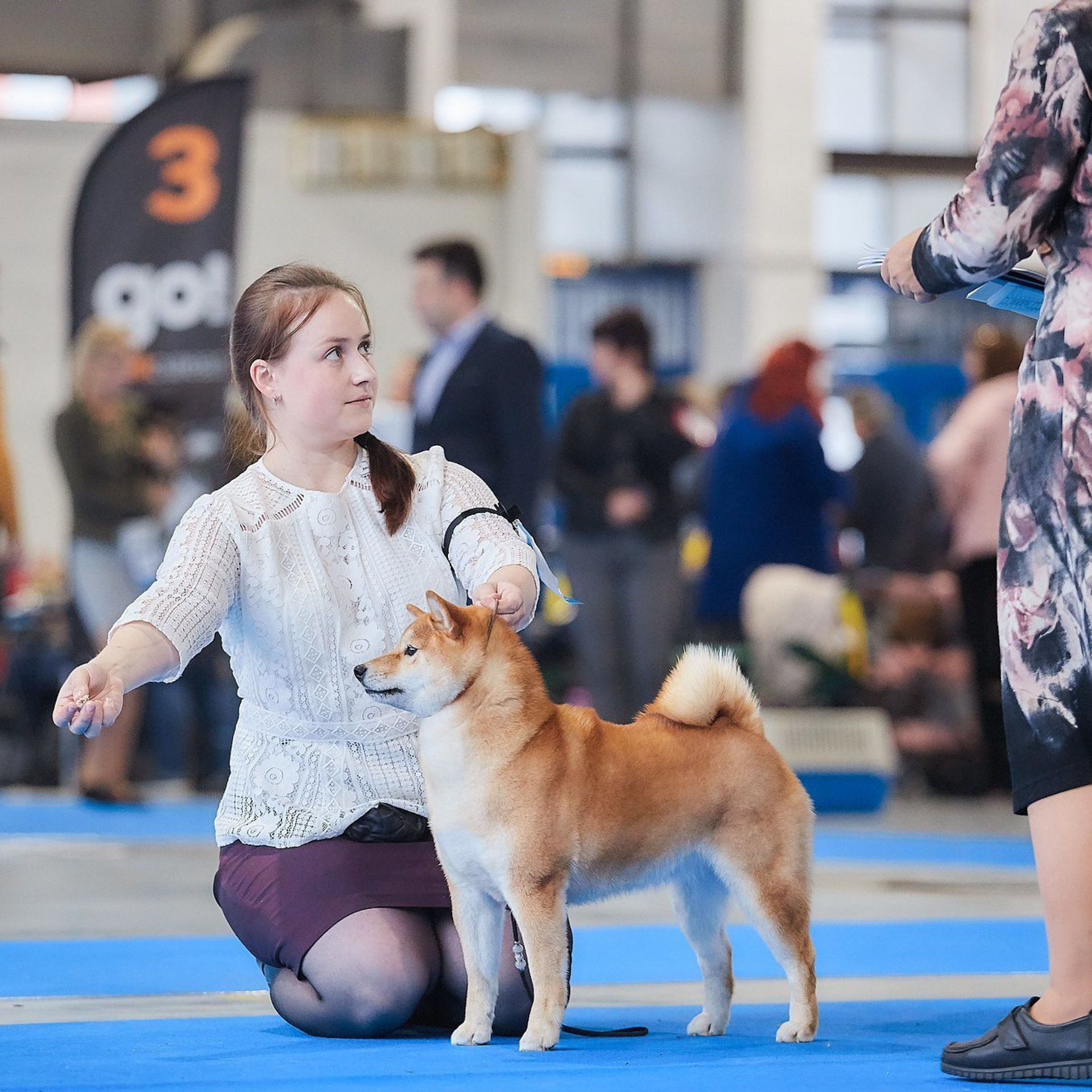 Dog show 2018. SHIOMARU Питомник сиба и акита-ину