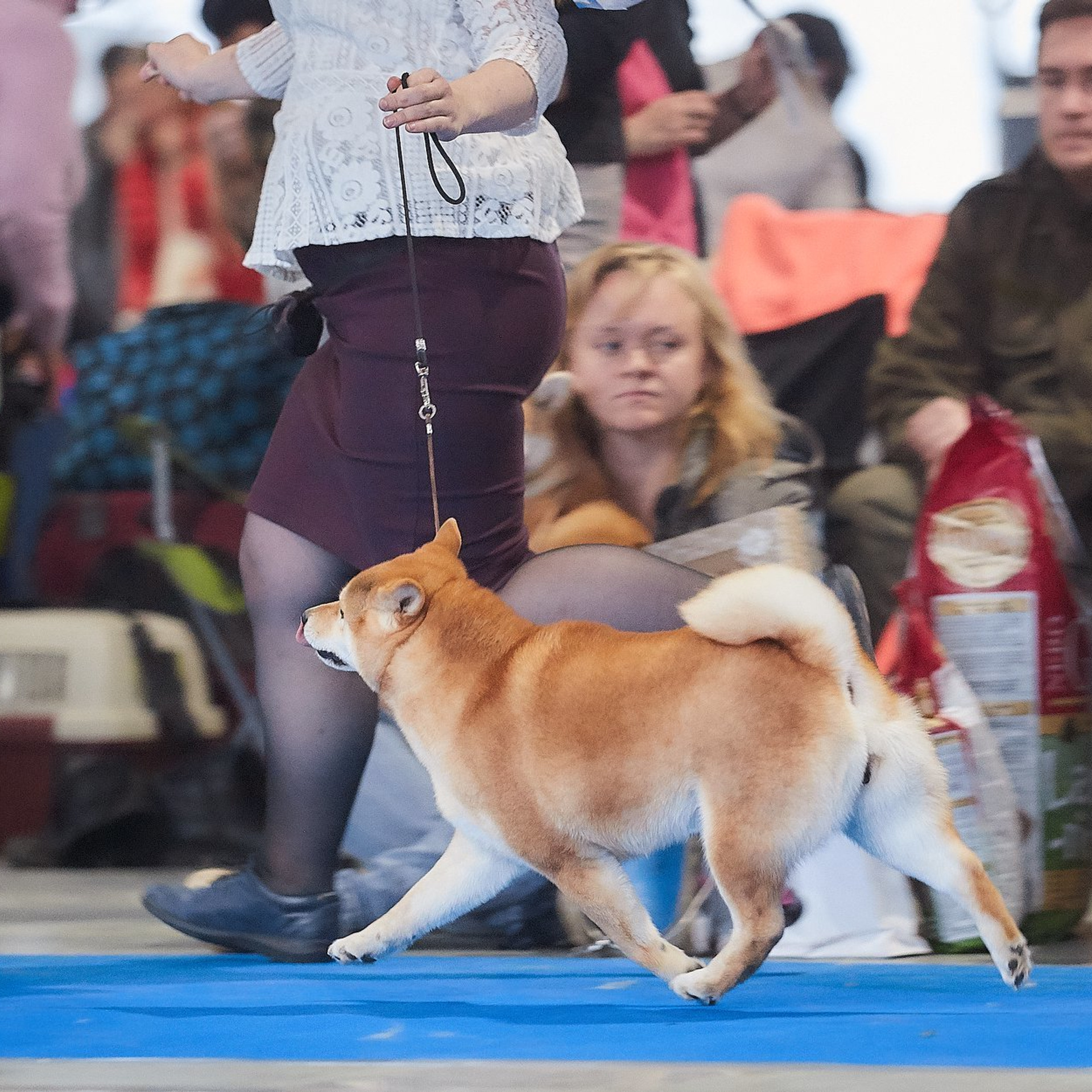 Dog show 2018. SHIOMARU Питомник сиба и акита-ину