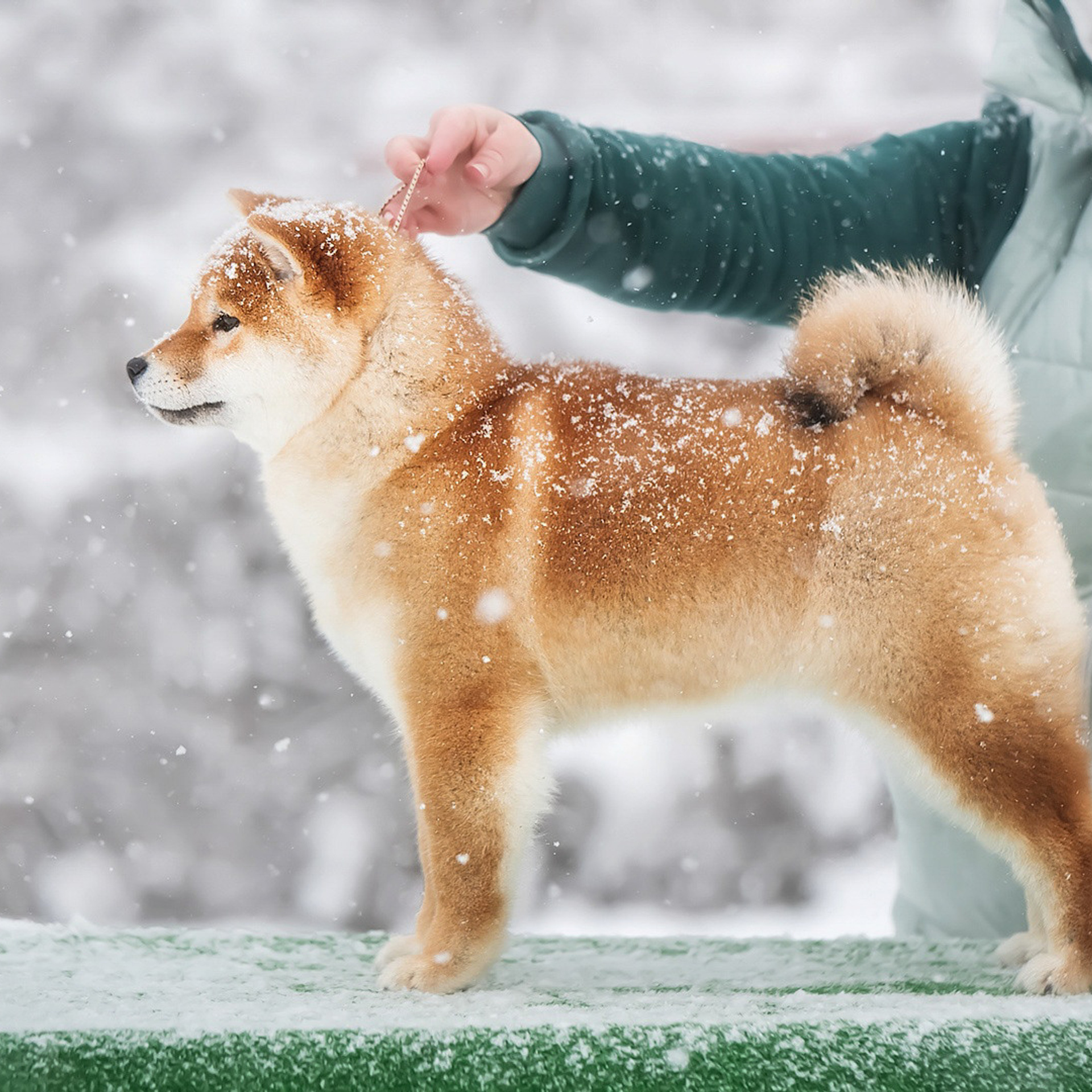 SHIOMARU DON'T KILL THE MAGIC. SHIOMARU Питомник сиба и акита-ину