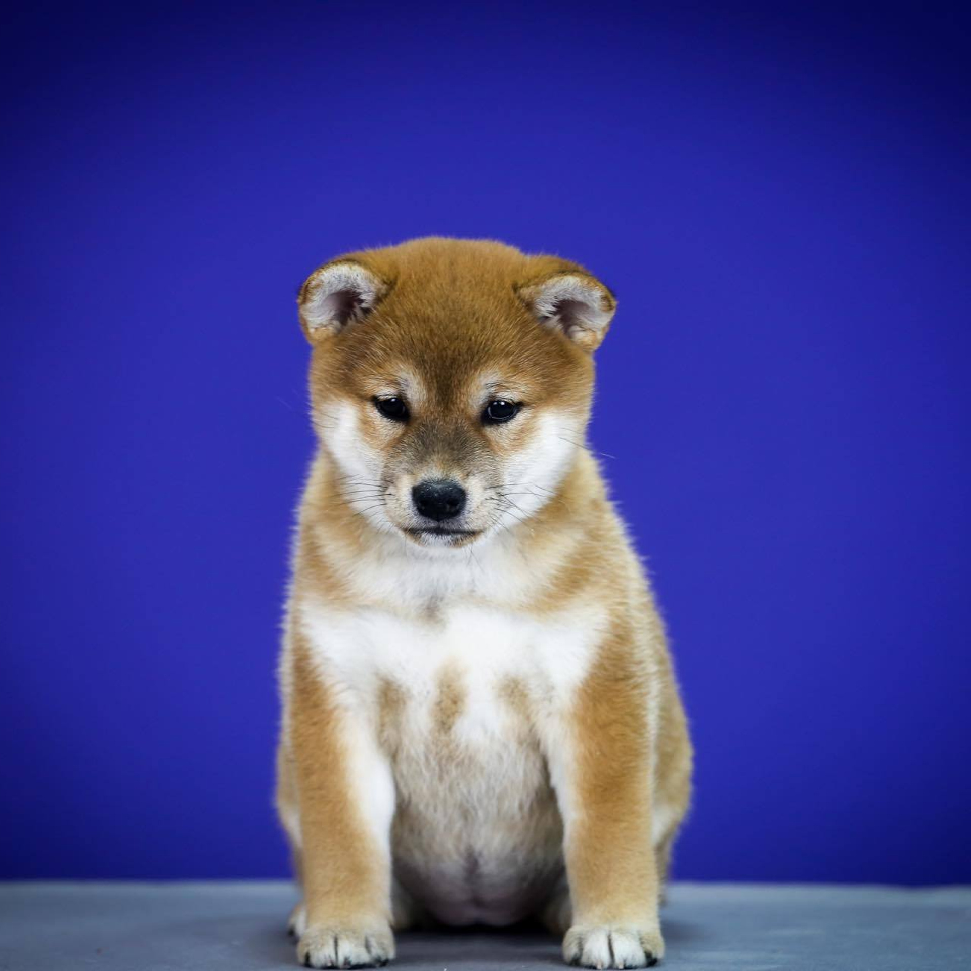 ПОМЕТ G. SHIOMARU Питомник сиба и акита-ину