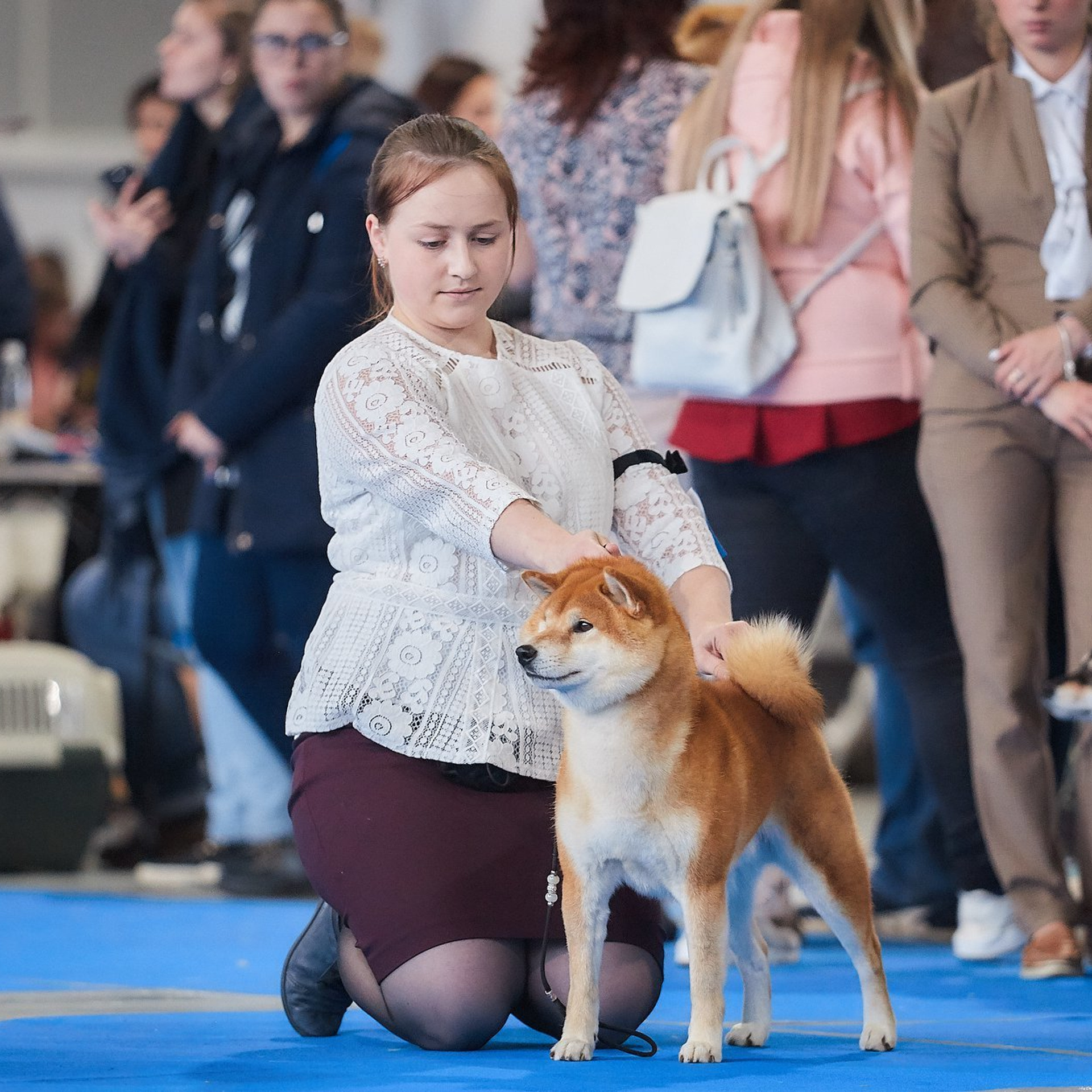 Dog show 2018. SHIOMARU Питомник сиба и акита-ину