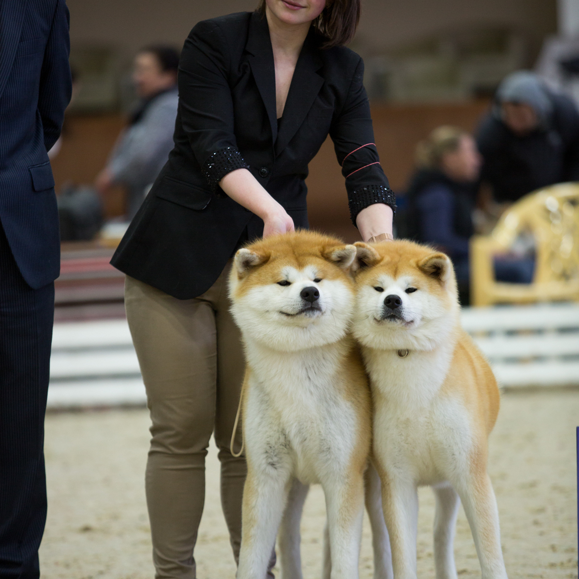 Dog show 2016. SHIOMARU Питомник сиба и акита-ину