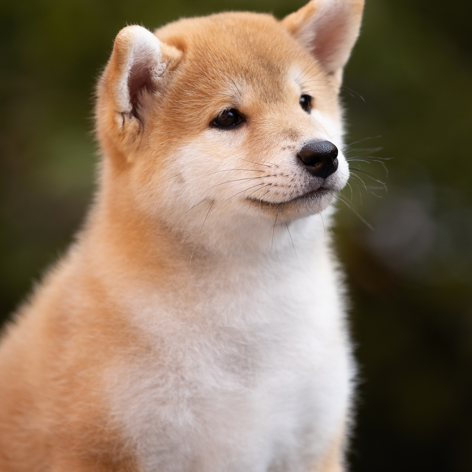 Litter W. SHIOMARU Shiba and Akita Inu Kennel