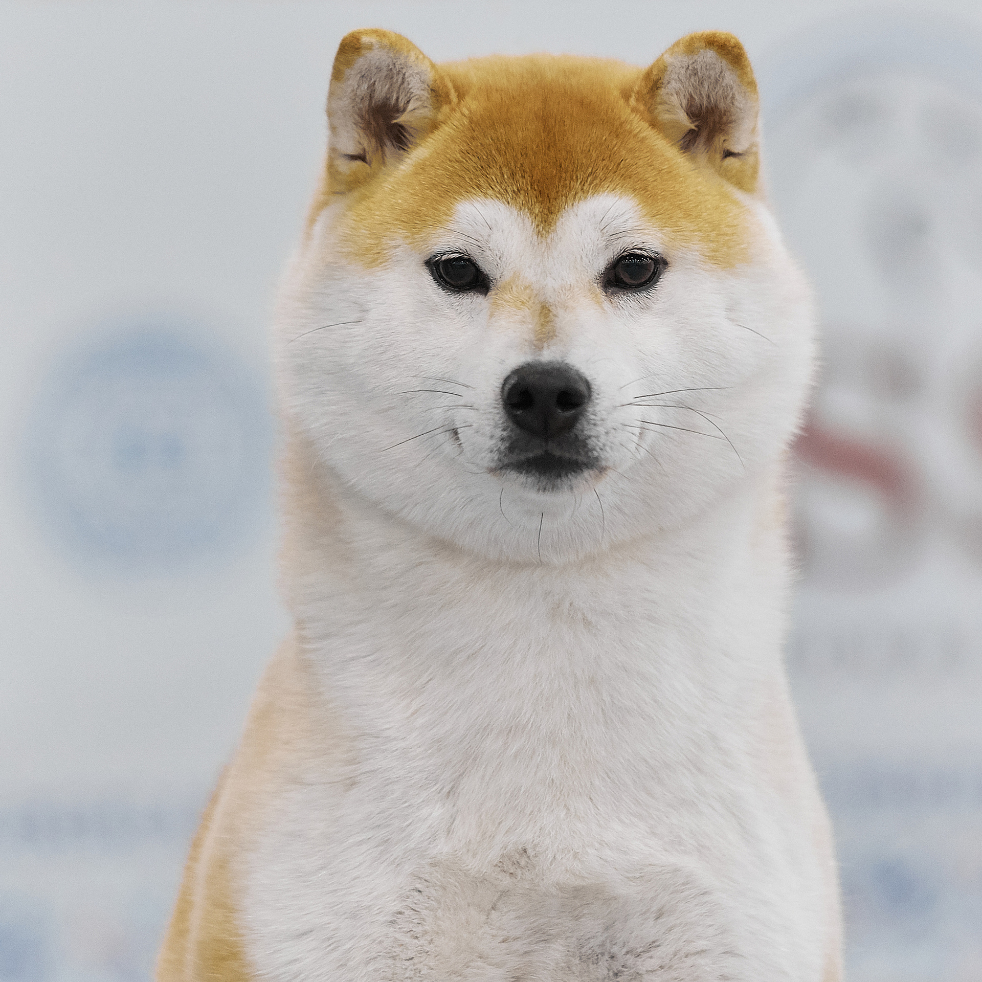 LYURUA DYURING HONMEI CHOKO. SHIOMARU Питомник сиба и акита-ину