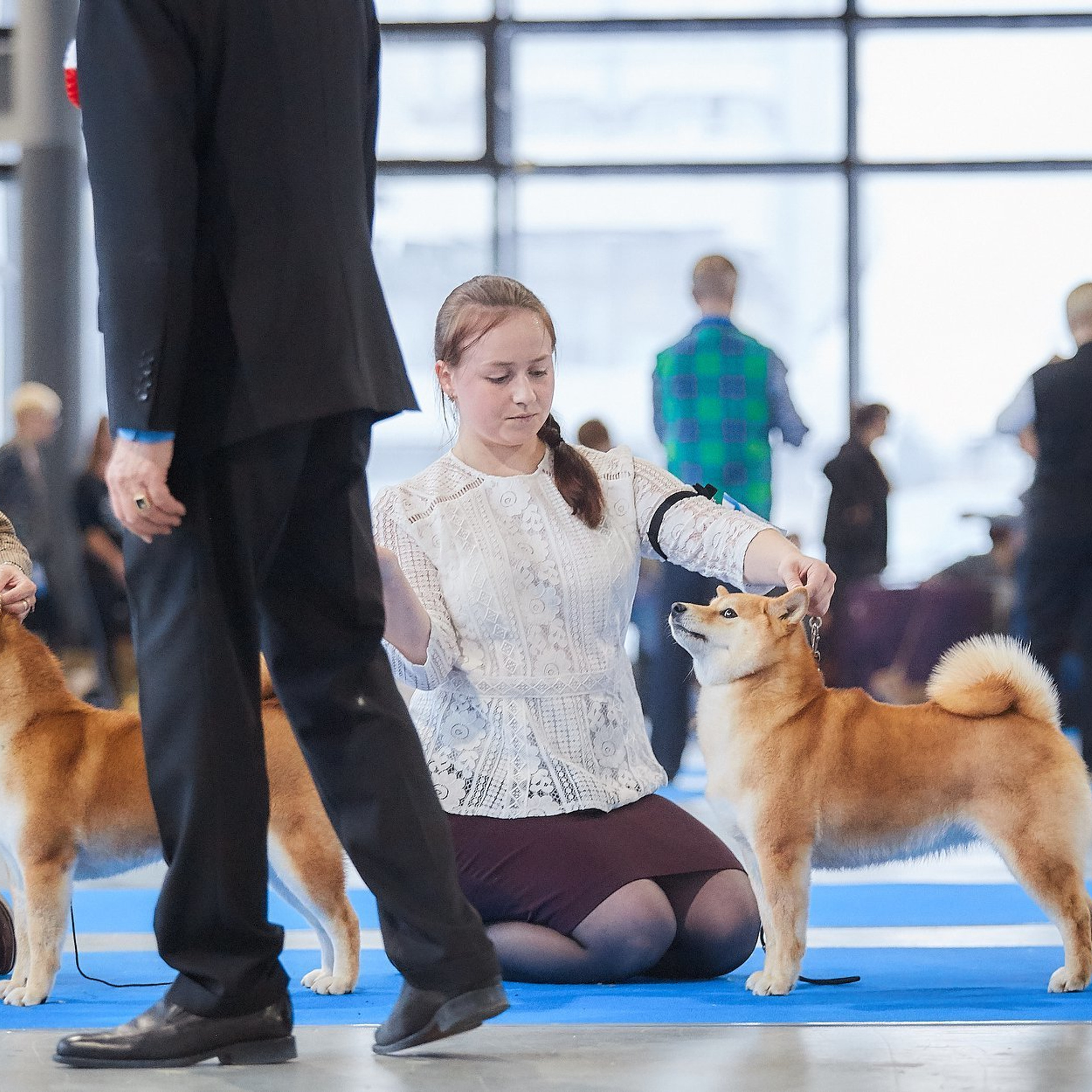 Dog show 2018. SHIOMARU Питомник сиба и акита-ину