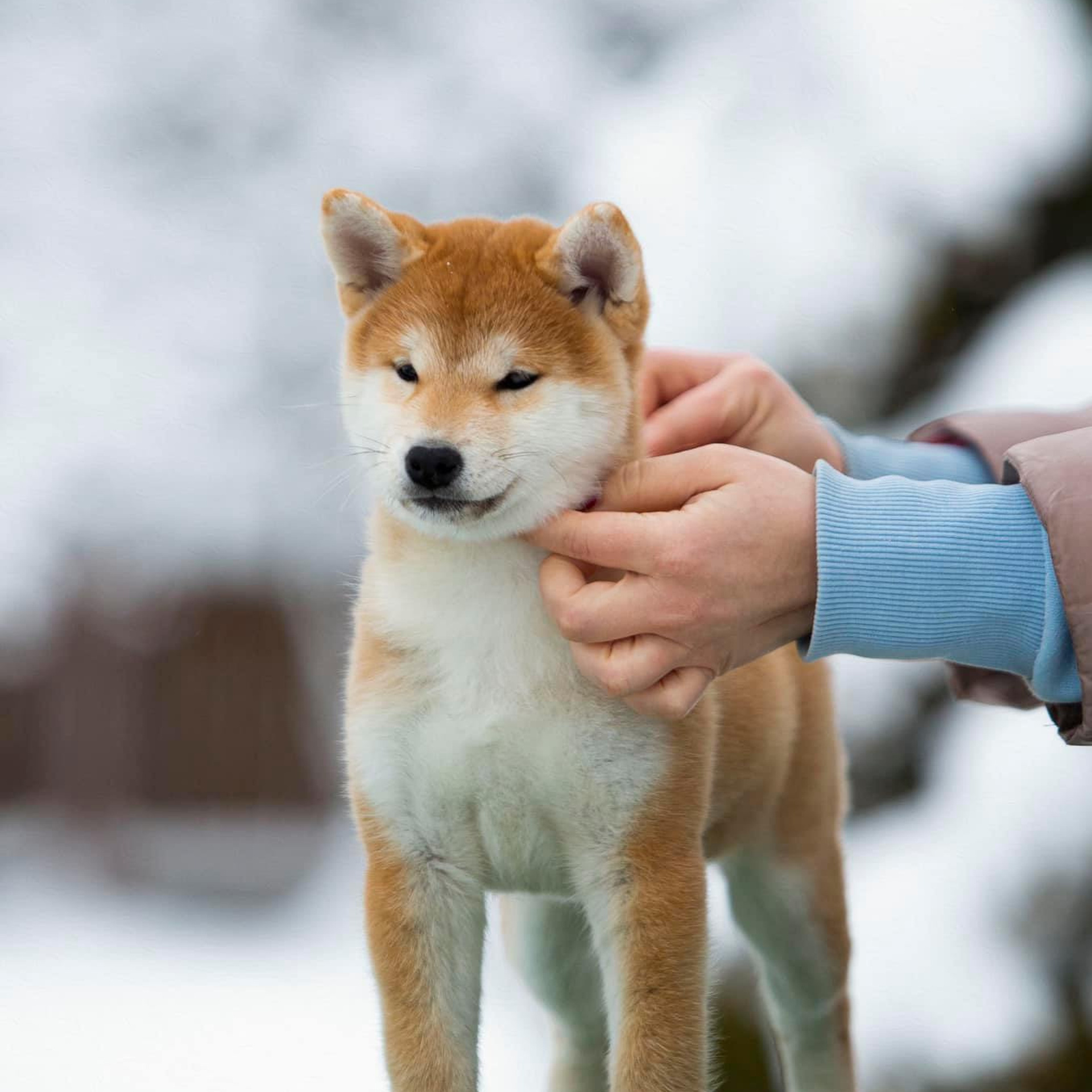 ПОМЕТ С. SHIOMARU Питомник сиба и акита-ину
