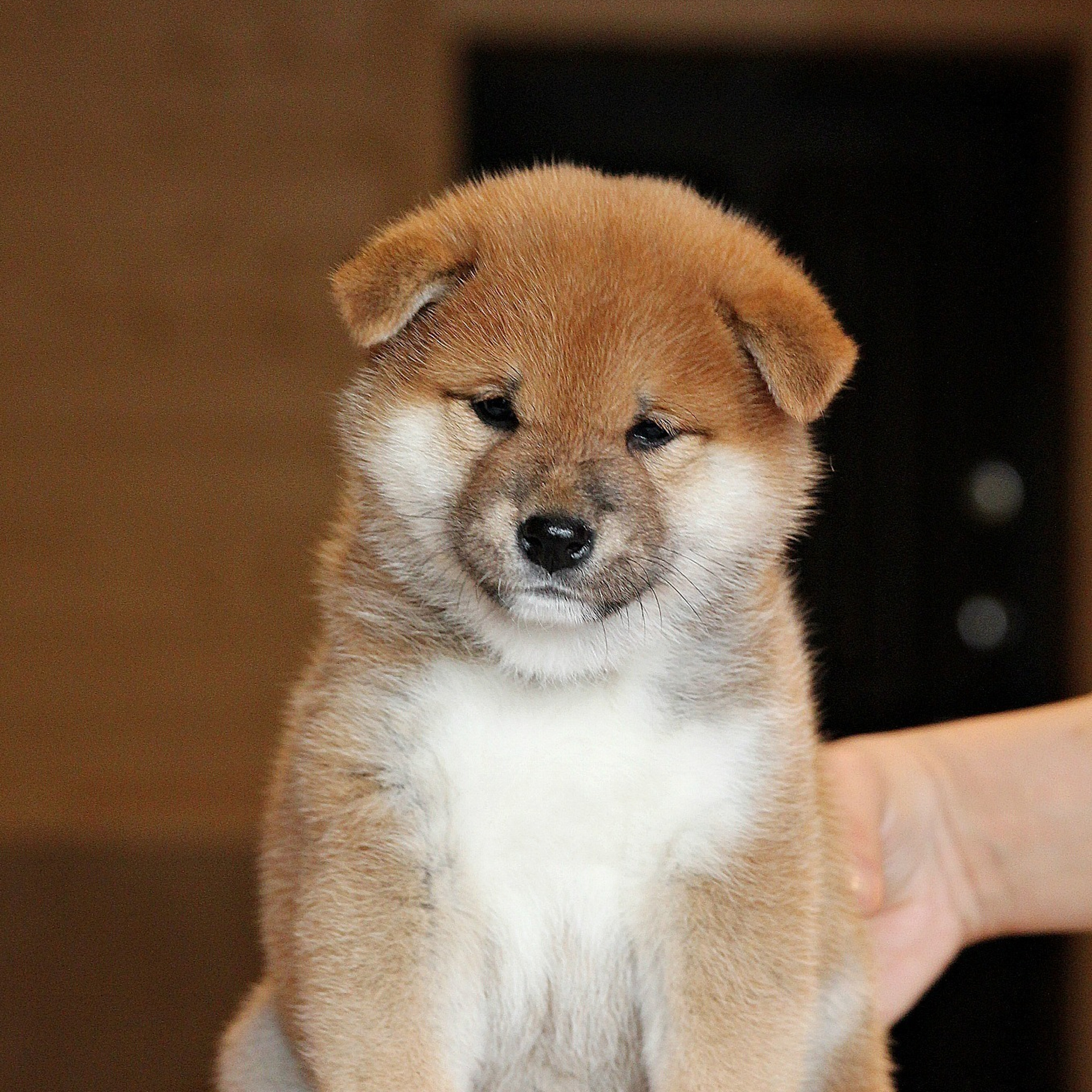Помет T — Shiomaru kennel. SHIOMARU Shiba and Akita Inu Kennel