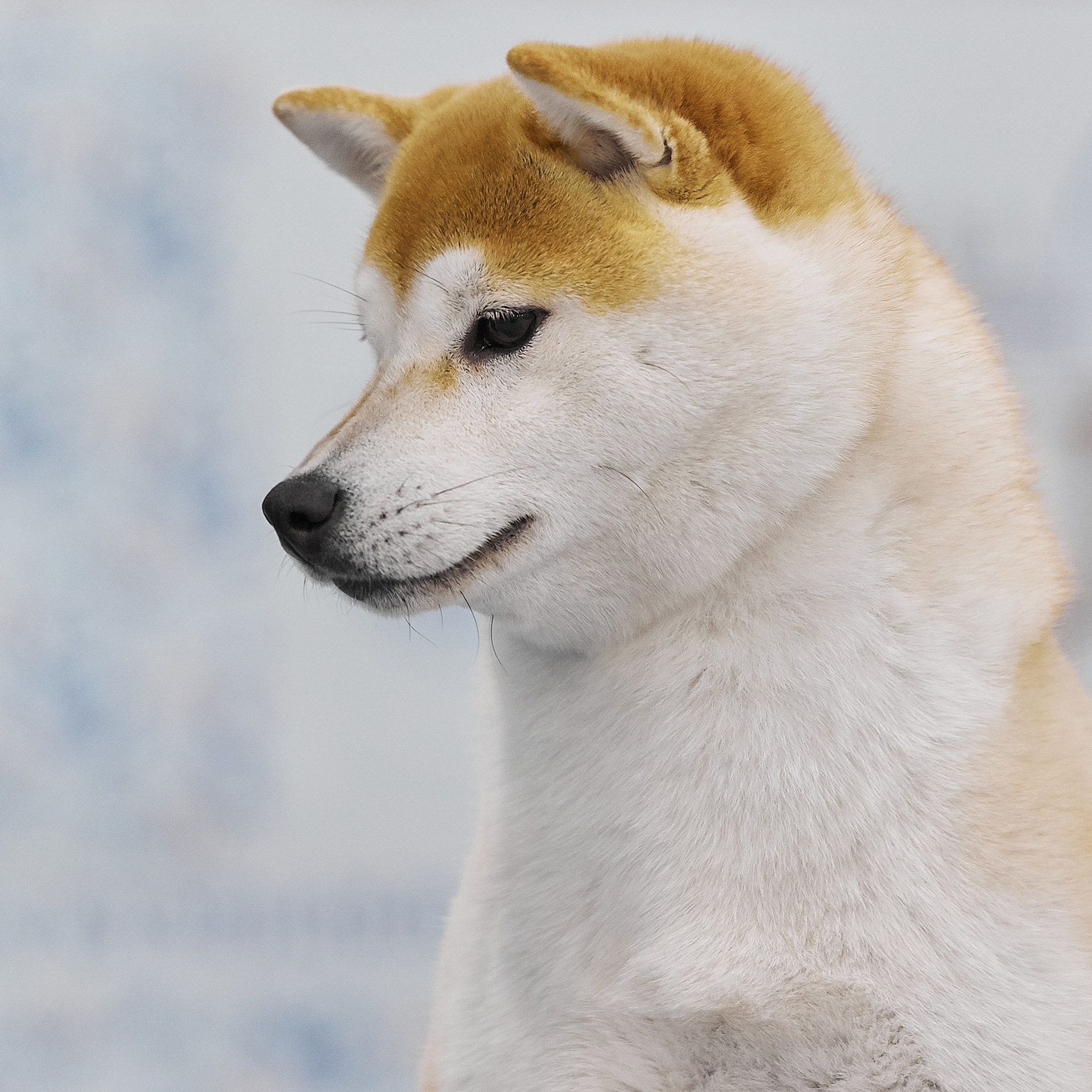 LYURUA DYURING HONMEI CHOKO. SHIOMARU Питомник сиба и акита-ину