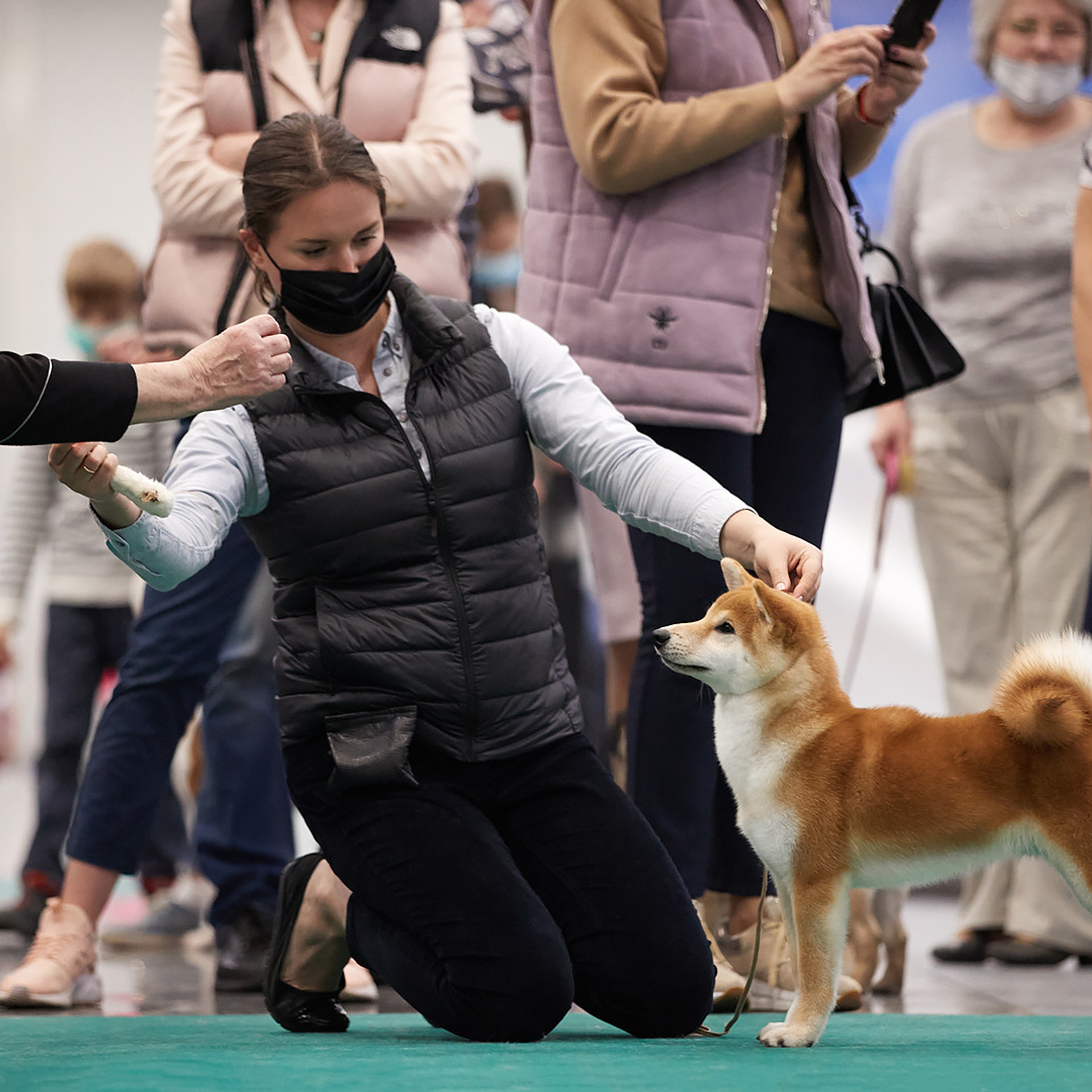 2020. SHIOMARU Shiba and Akita Inu Kennel