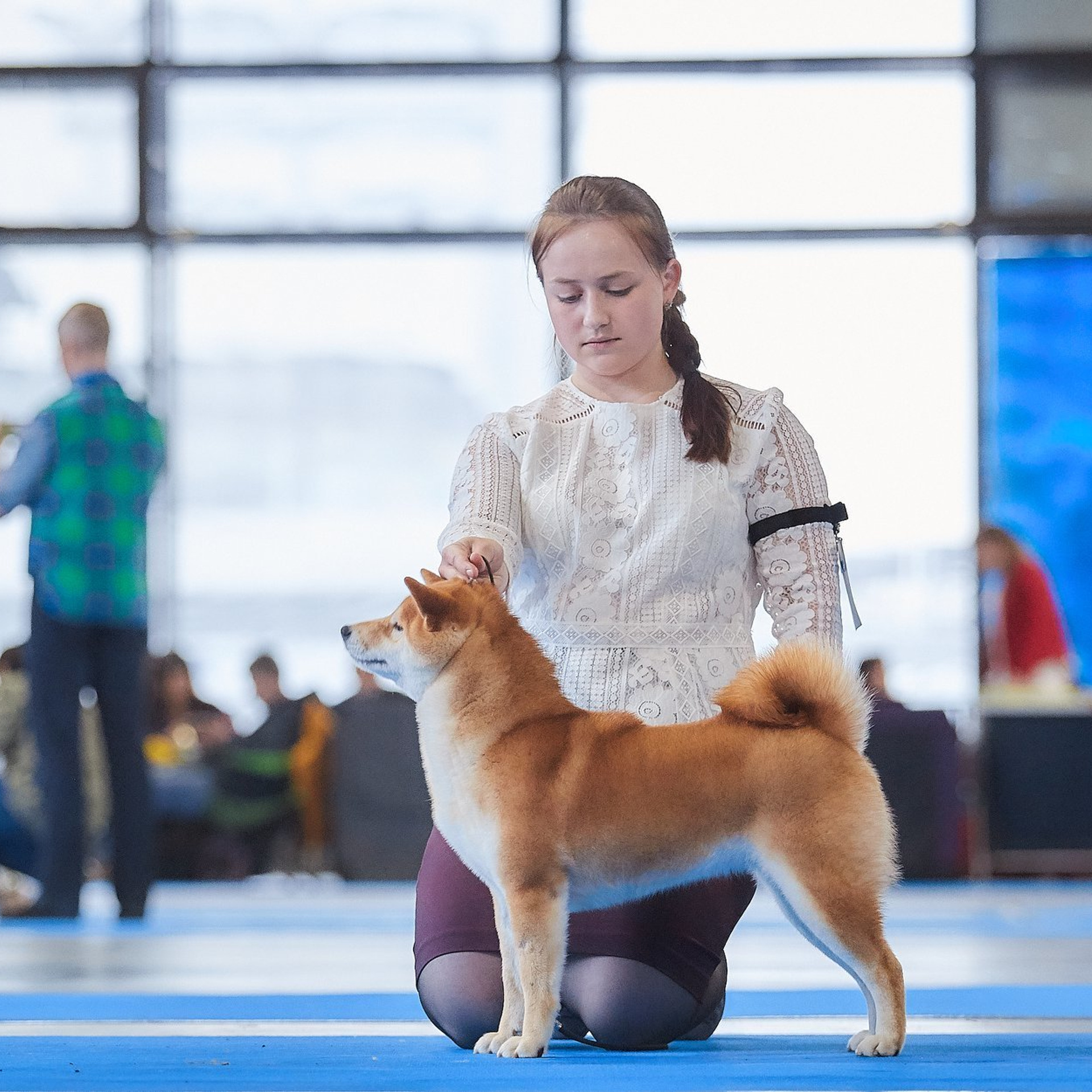 Dog show 2018. SHIOMARU Питомник сиба и акита-ину
