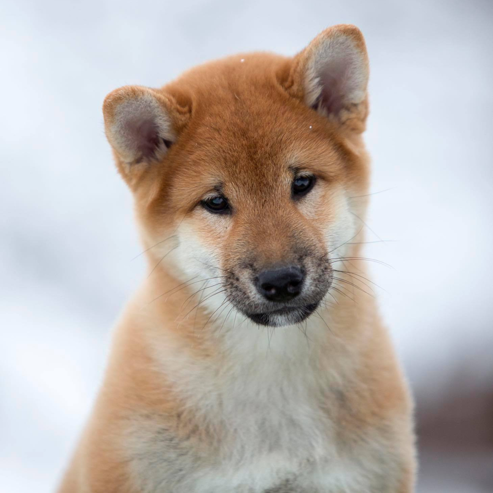 ПОМЕТ С. SHIOMARU Питомник сиба и акита-ину