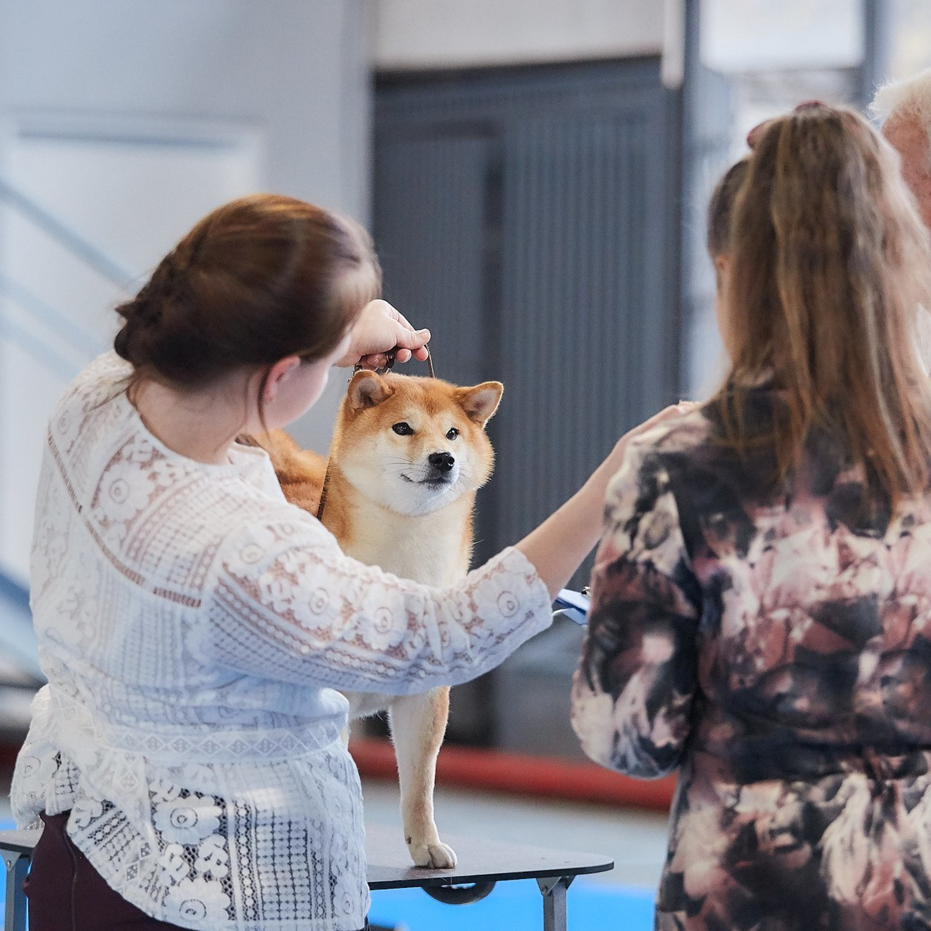 SHIOMARU BRENDI. SHIOMARU Shiba and Akita Inu Kennel