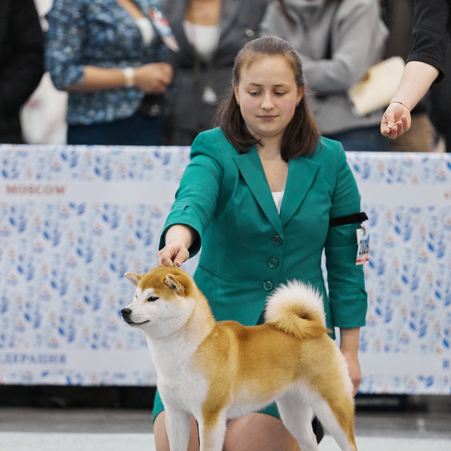 LYURUA DYURING HONMEI CHOKO. SHIOMARU Питомник сиба и акита-ину