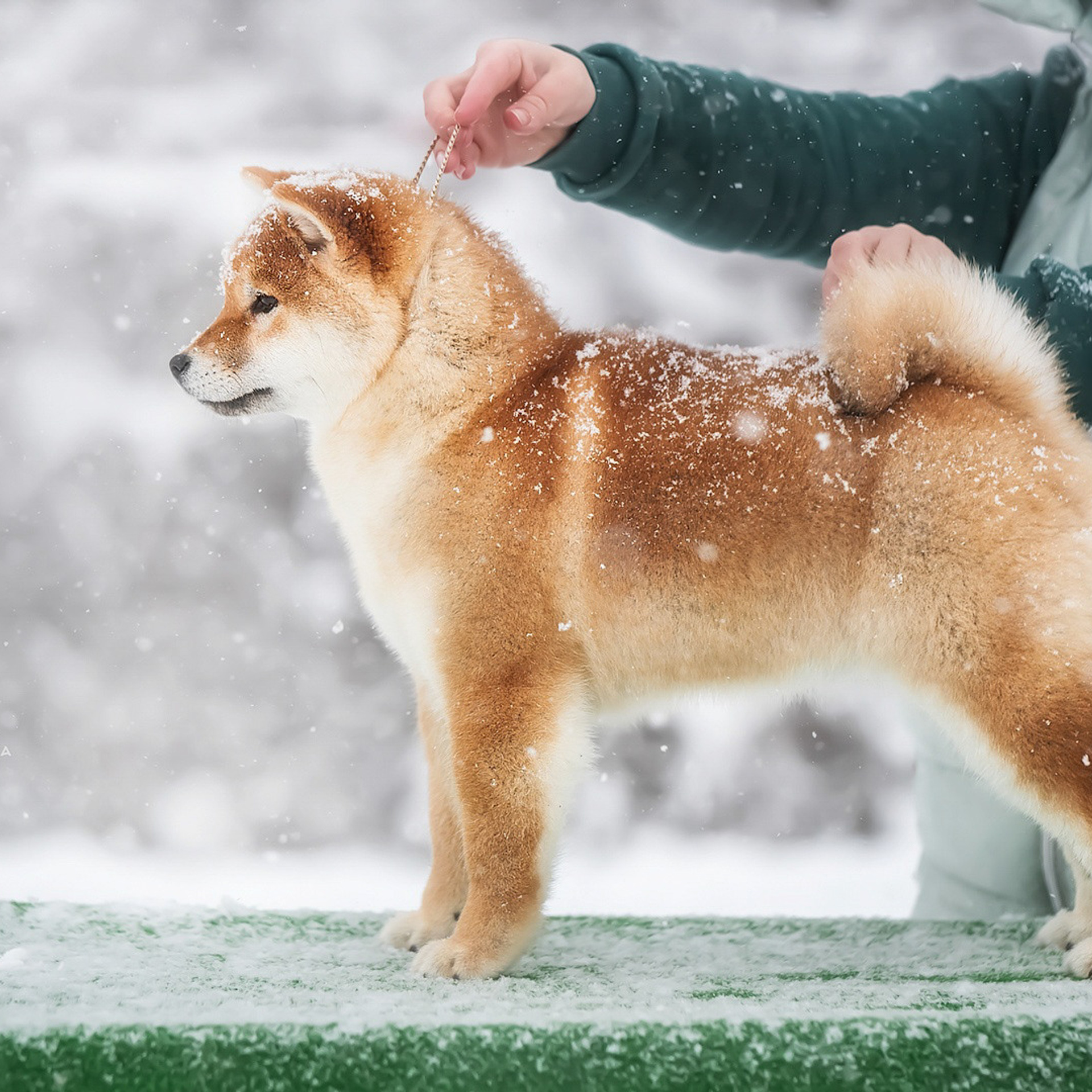 SHIOMARU DON'T KILL THE MAGIC. SHIOMARU Питомник сиба и акита-ину