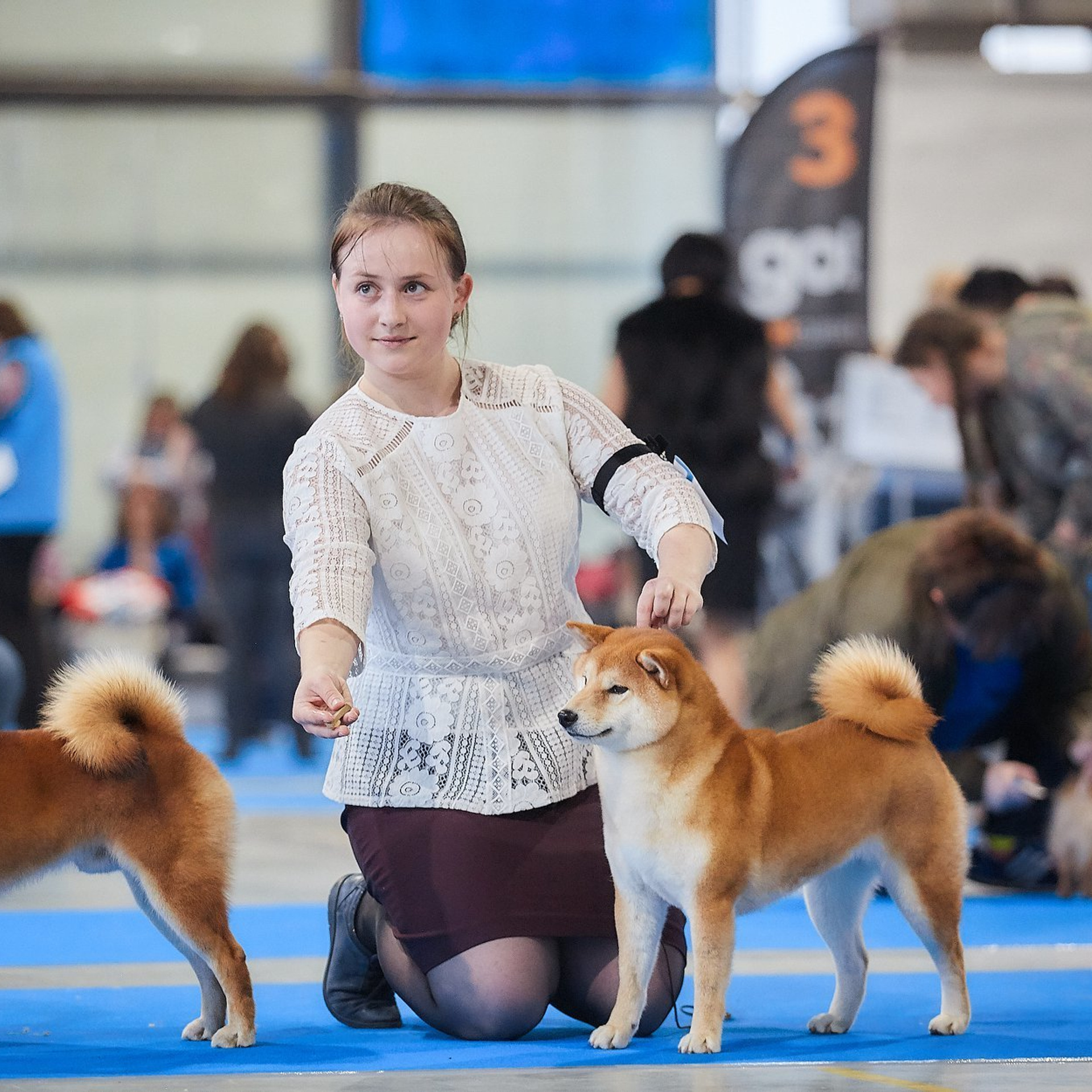 Dog show 2018. SHIOMARU Питомник сиба и акита-ину
